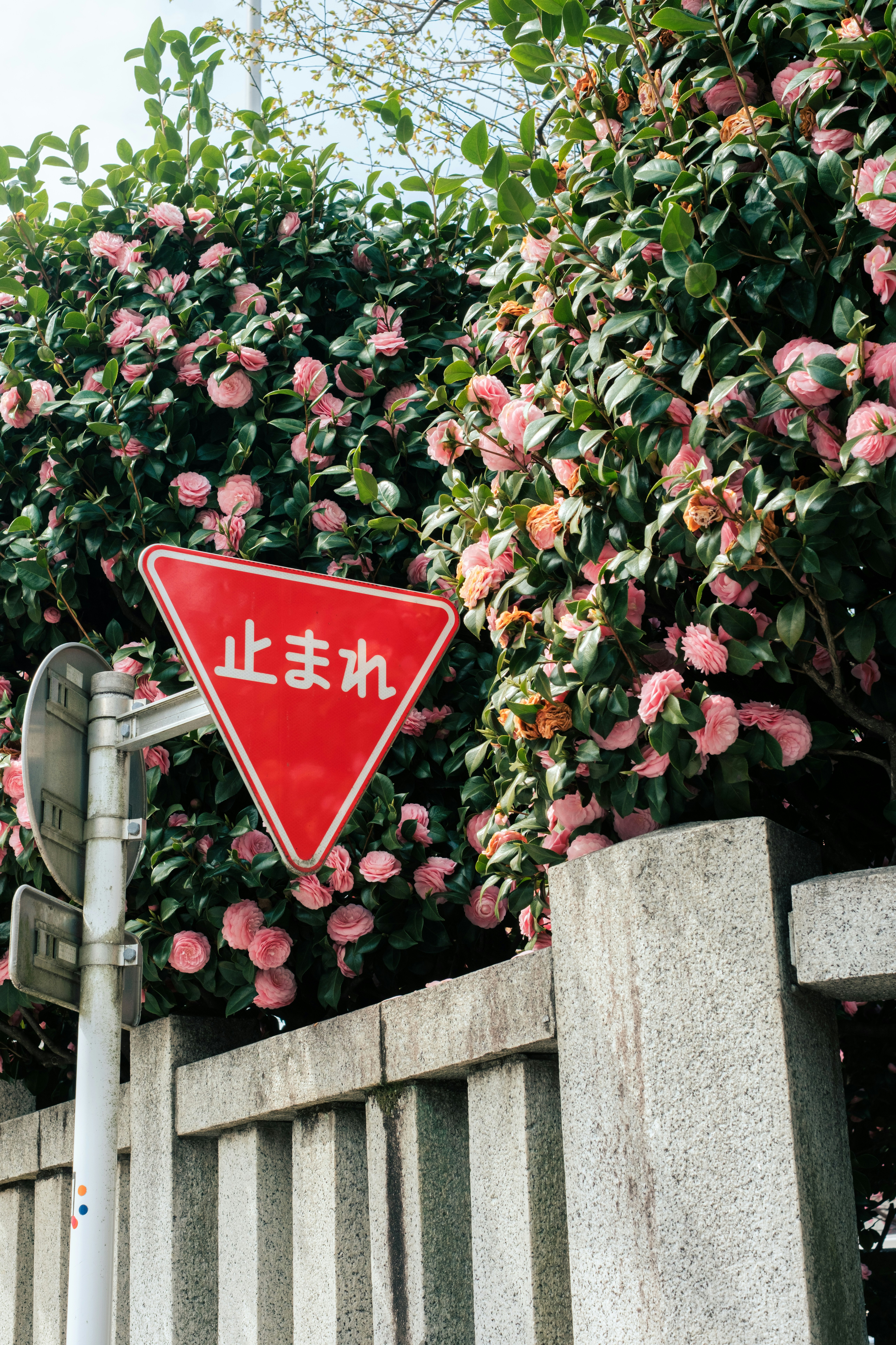 花の生け垣のそばにある赤い「止まれ」標識