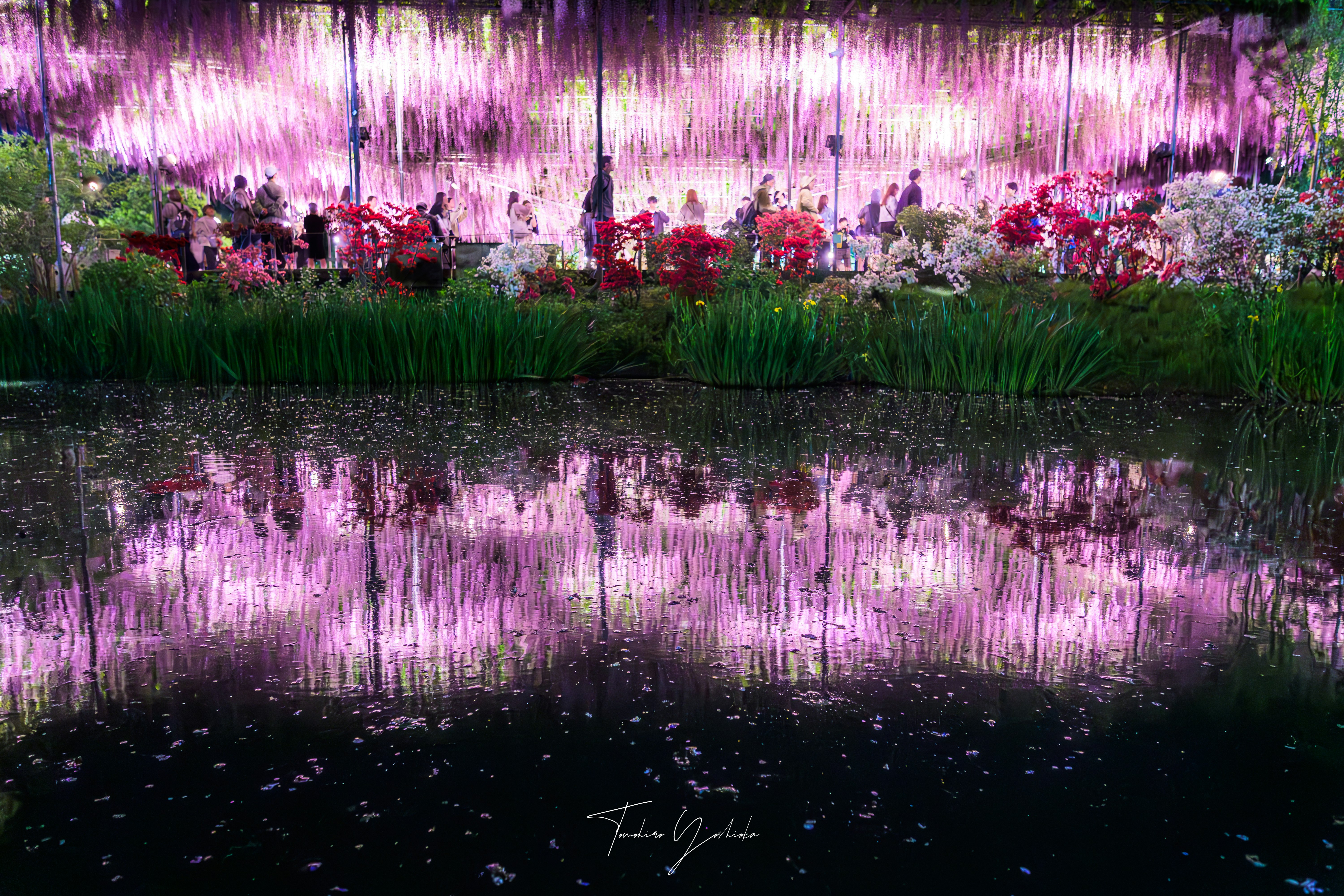 藤の花のトンネルと水面に映る花景色