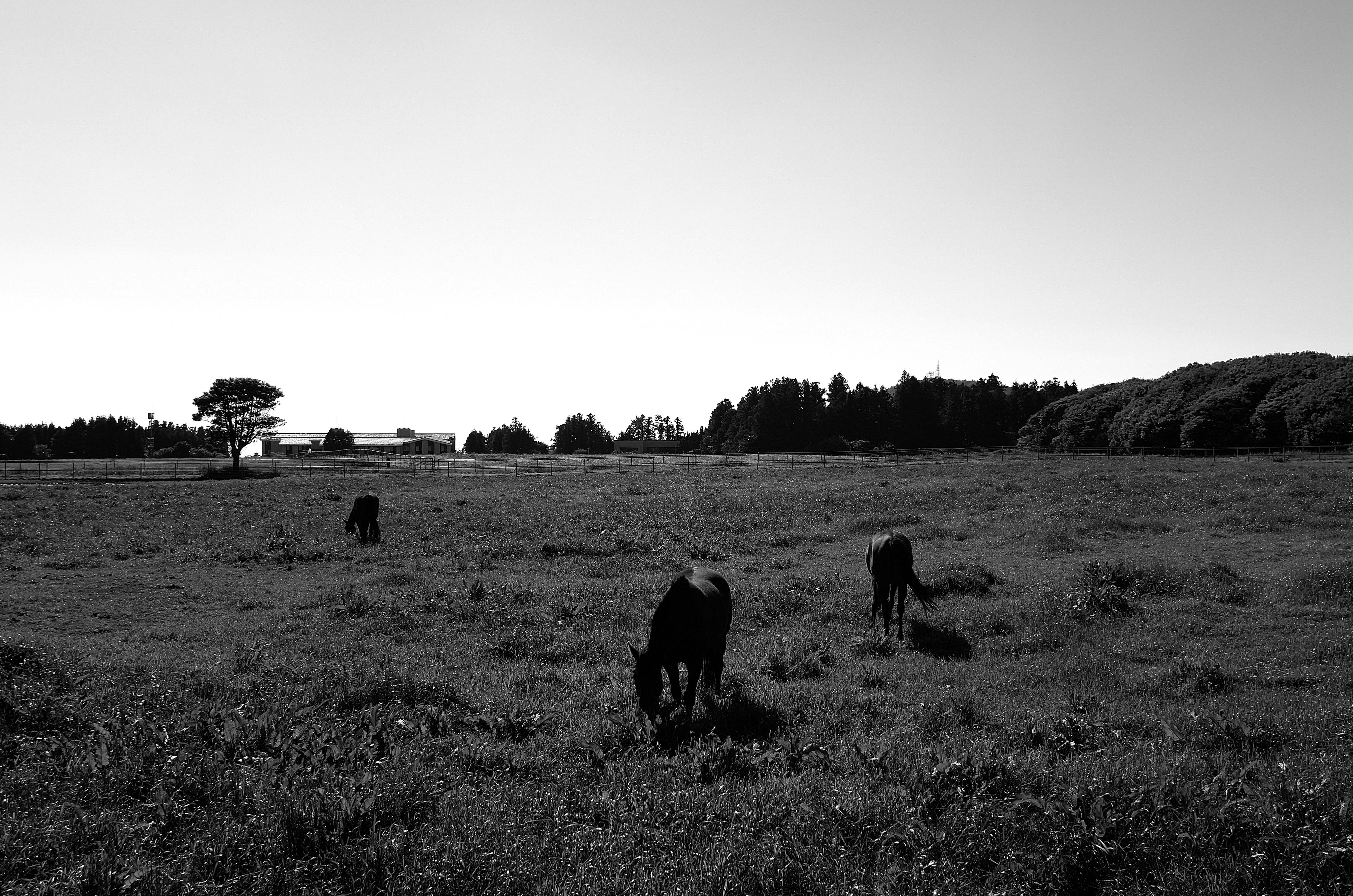 草地を歩く動物たちのモノクロ風景