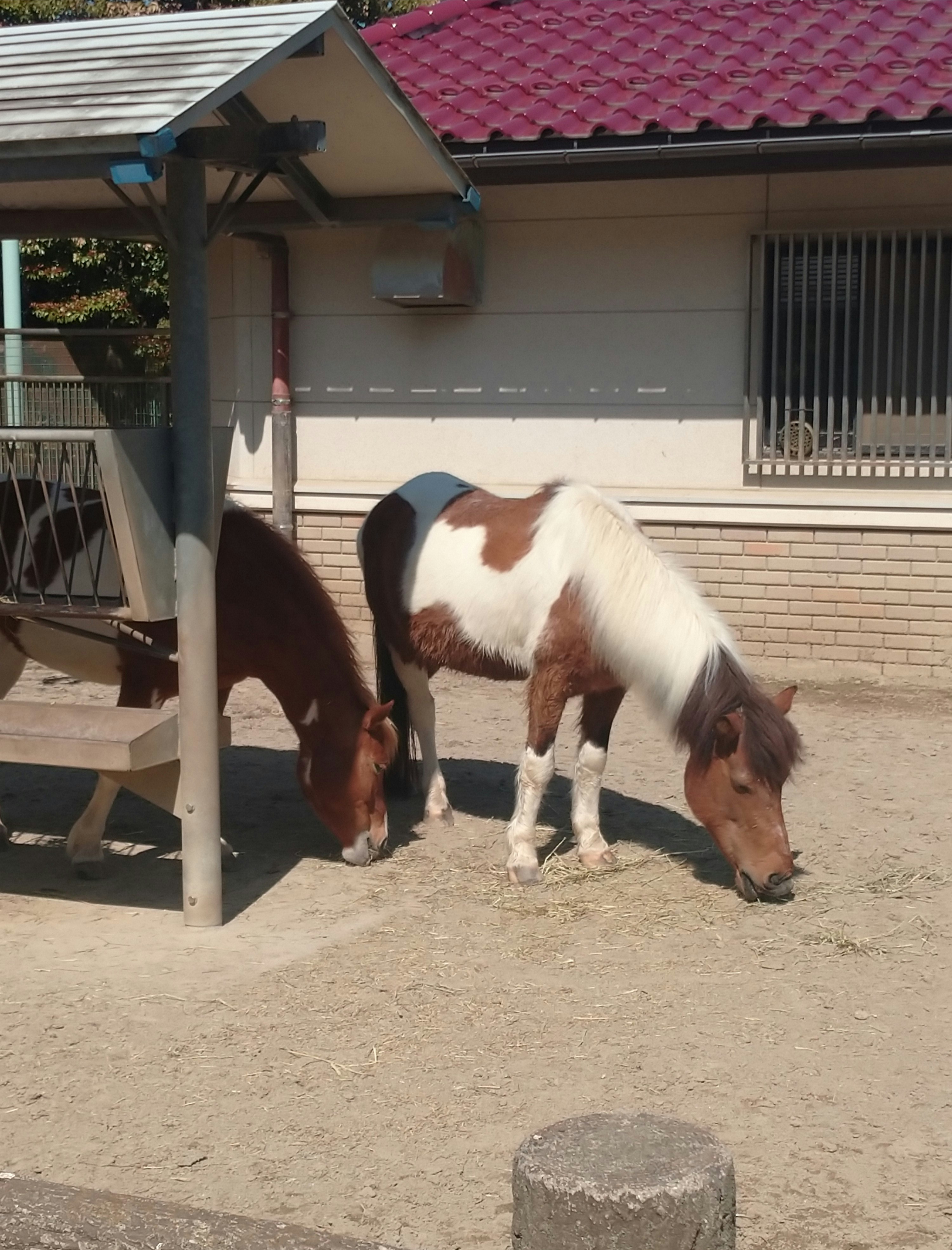 小屋の前で草を食べるポニーの親子