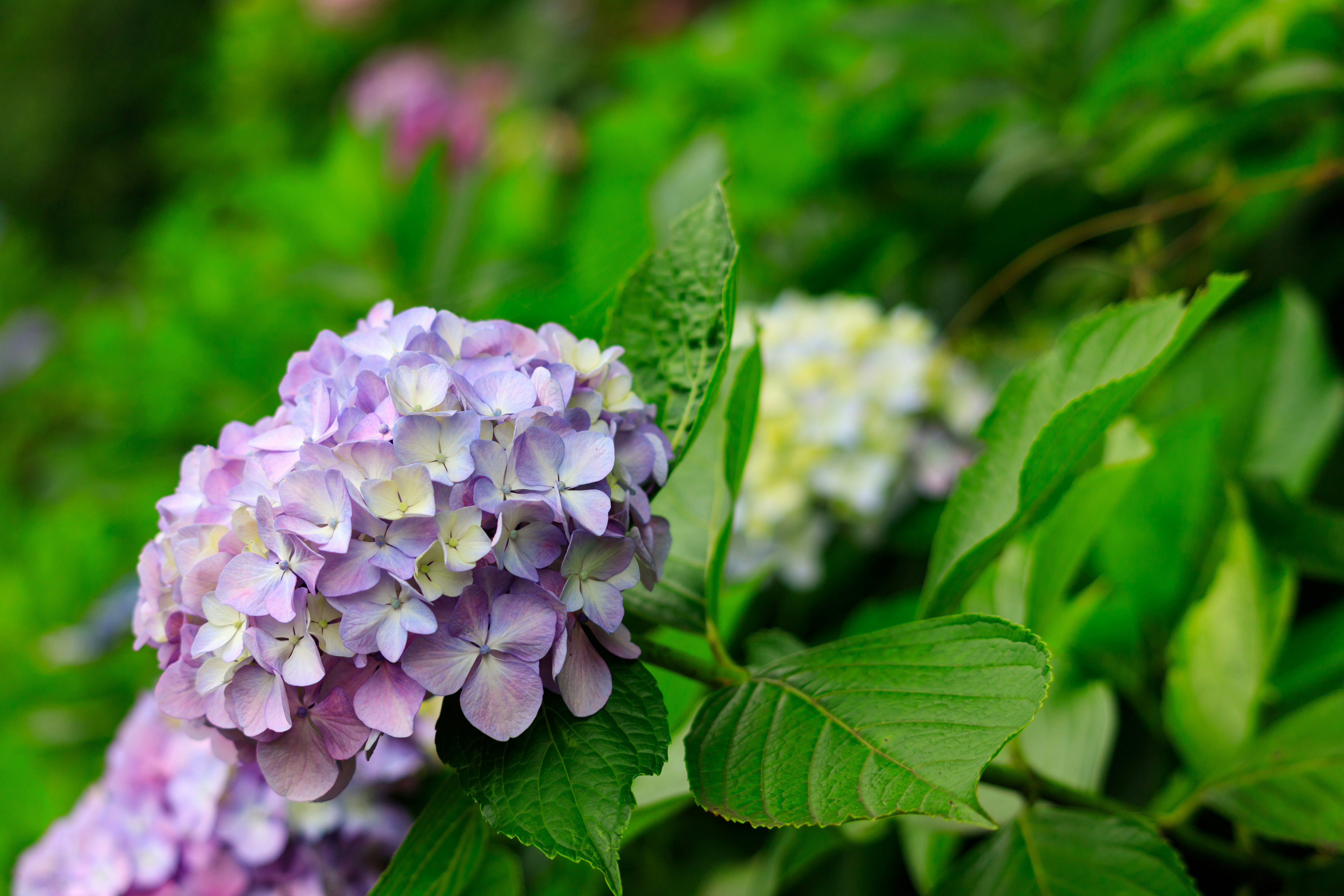 紫のアジサイの花と緑の葉が寄り添う庭の風景