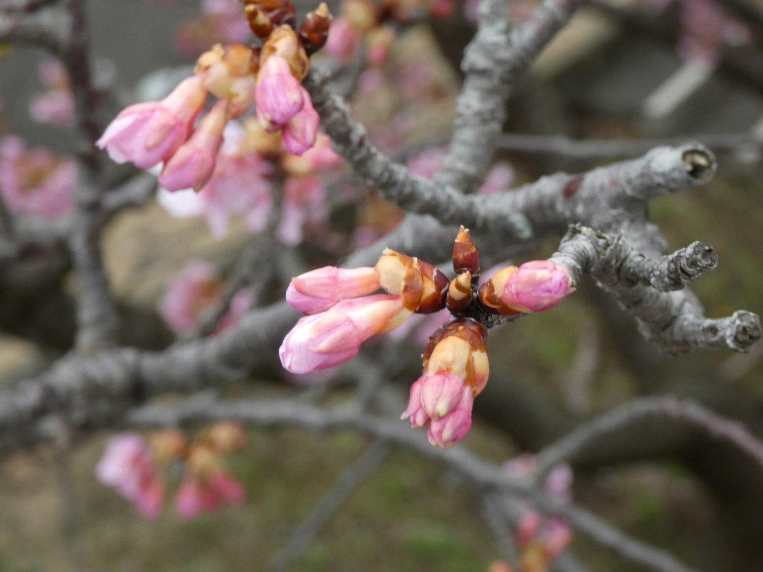 Close-up of cherry blossom buds on a branch