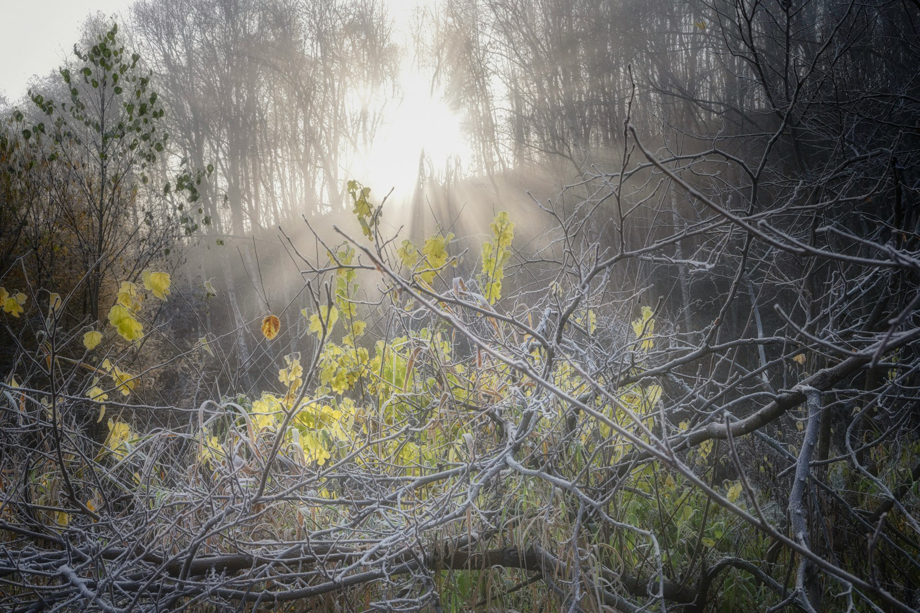 Morning forest mist with frost, sunbeams filtering through trees