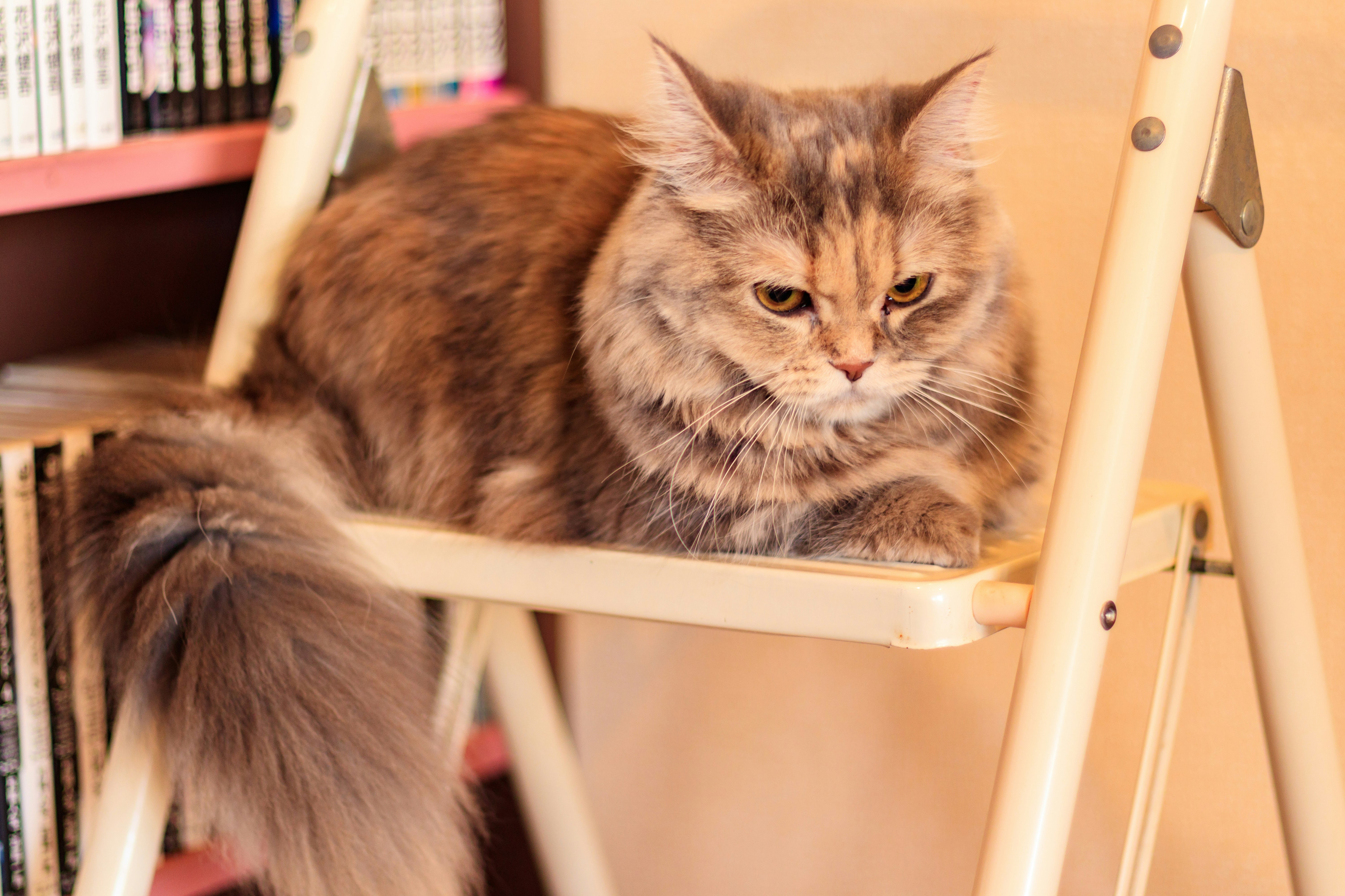 猫がキャットタワーの椅子状パーツでくつろぐ姿