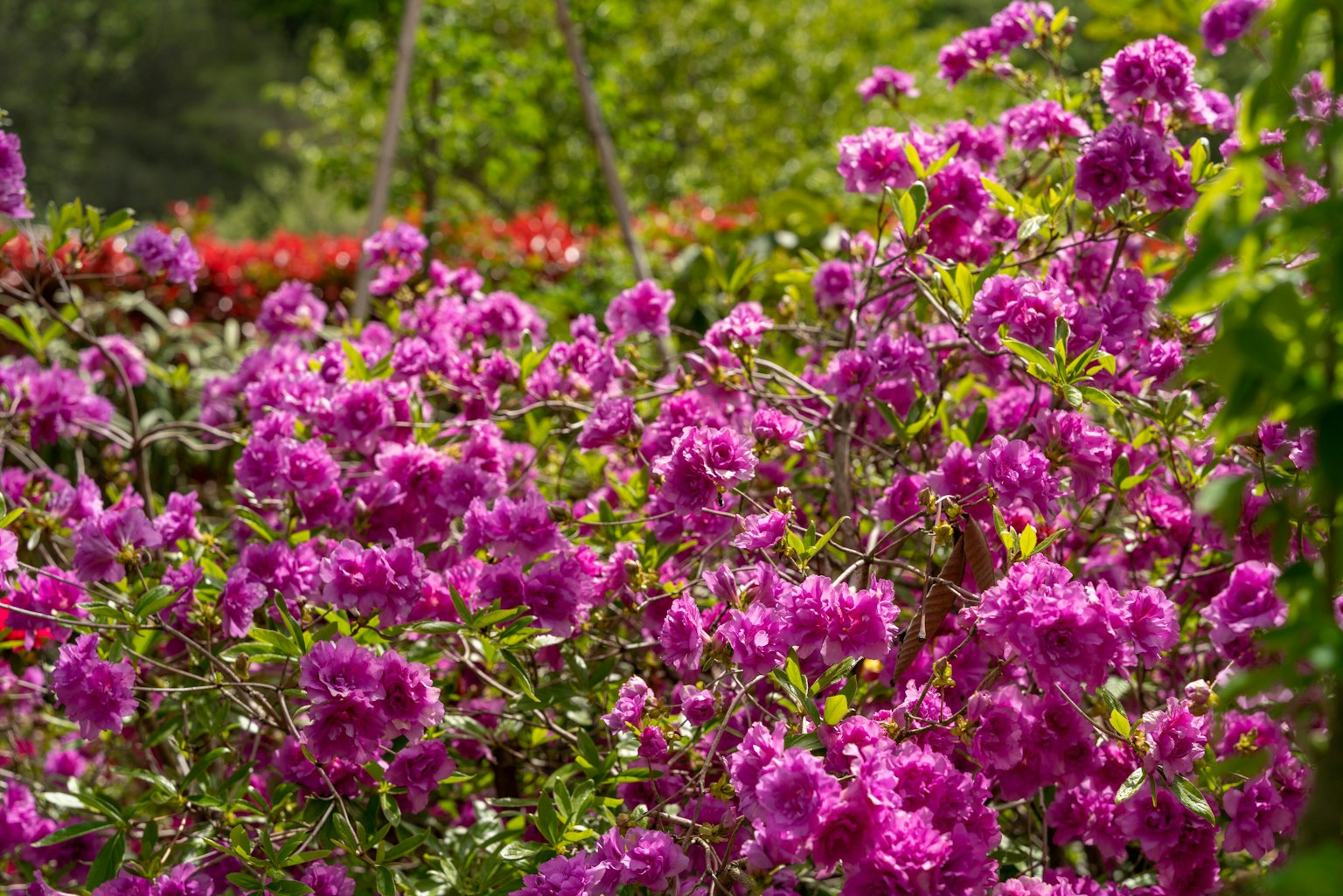 Fiori viola vibranti che fioriscono in un giardino