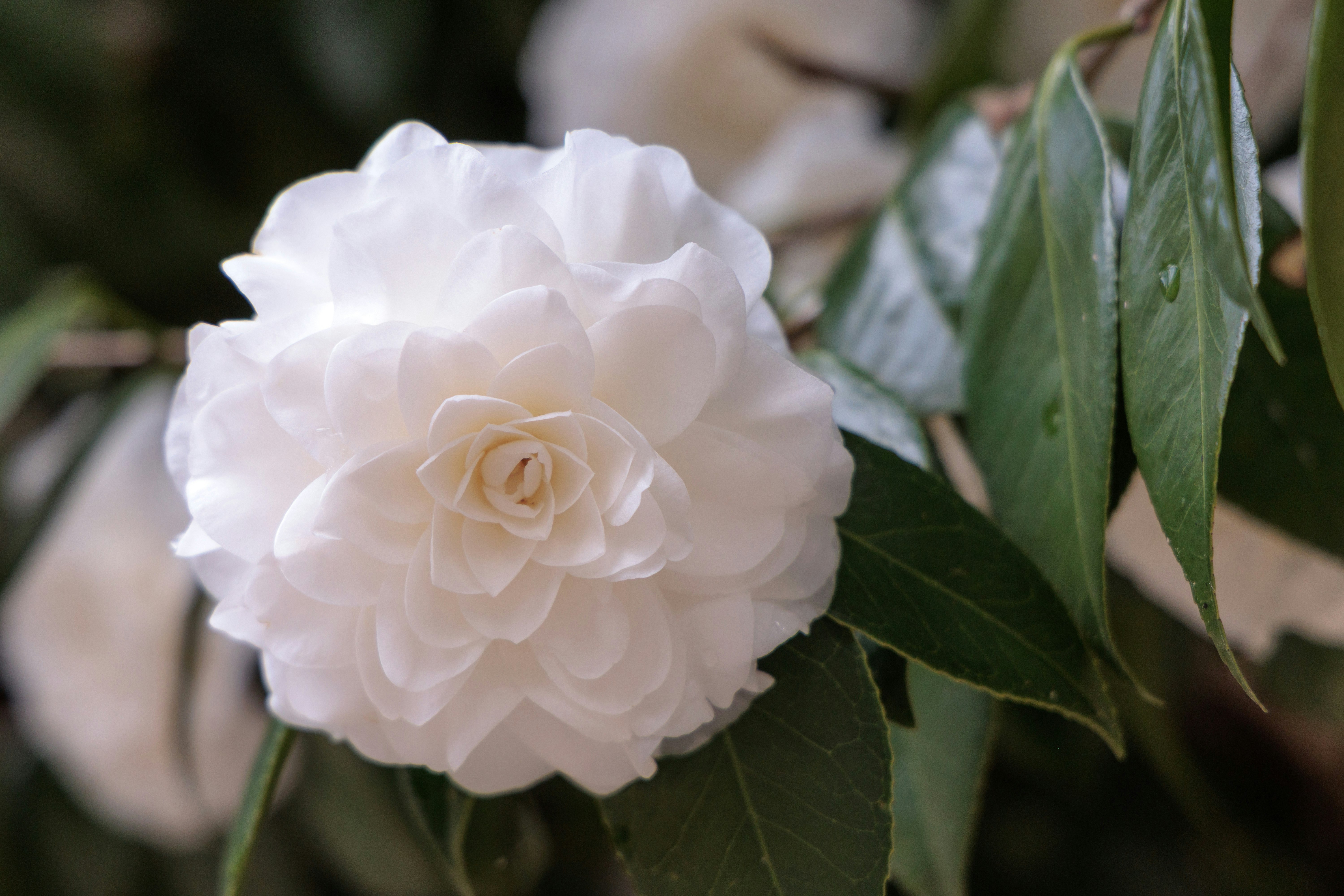 白い椿の花と葉のクローズアップ