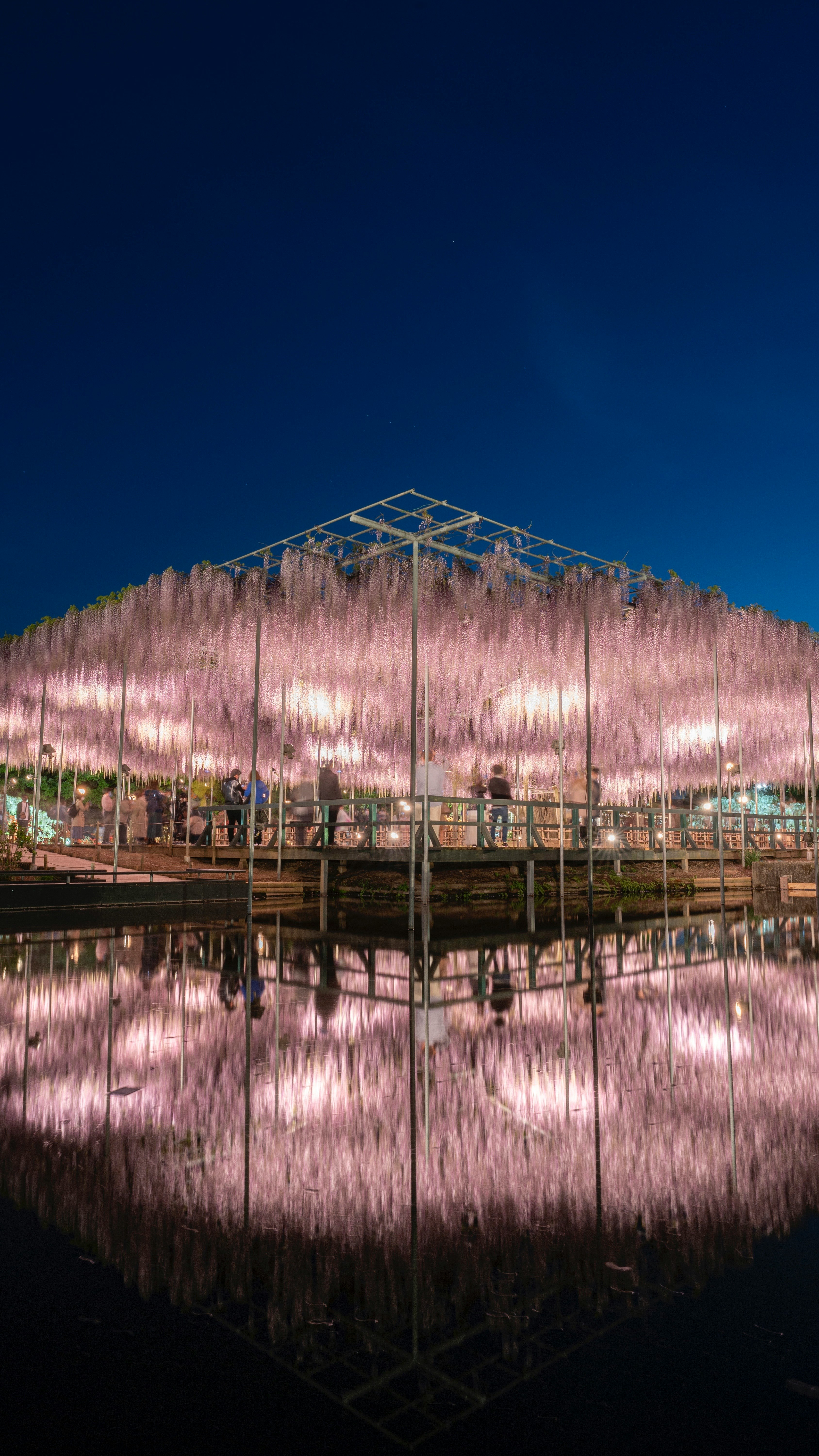 藤の花が咲くあしかがフラワーパークのライトアップされた池と回廊
