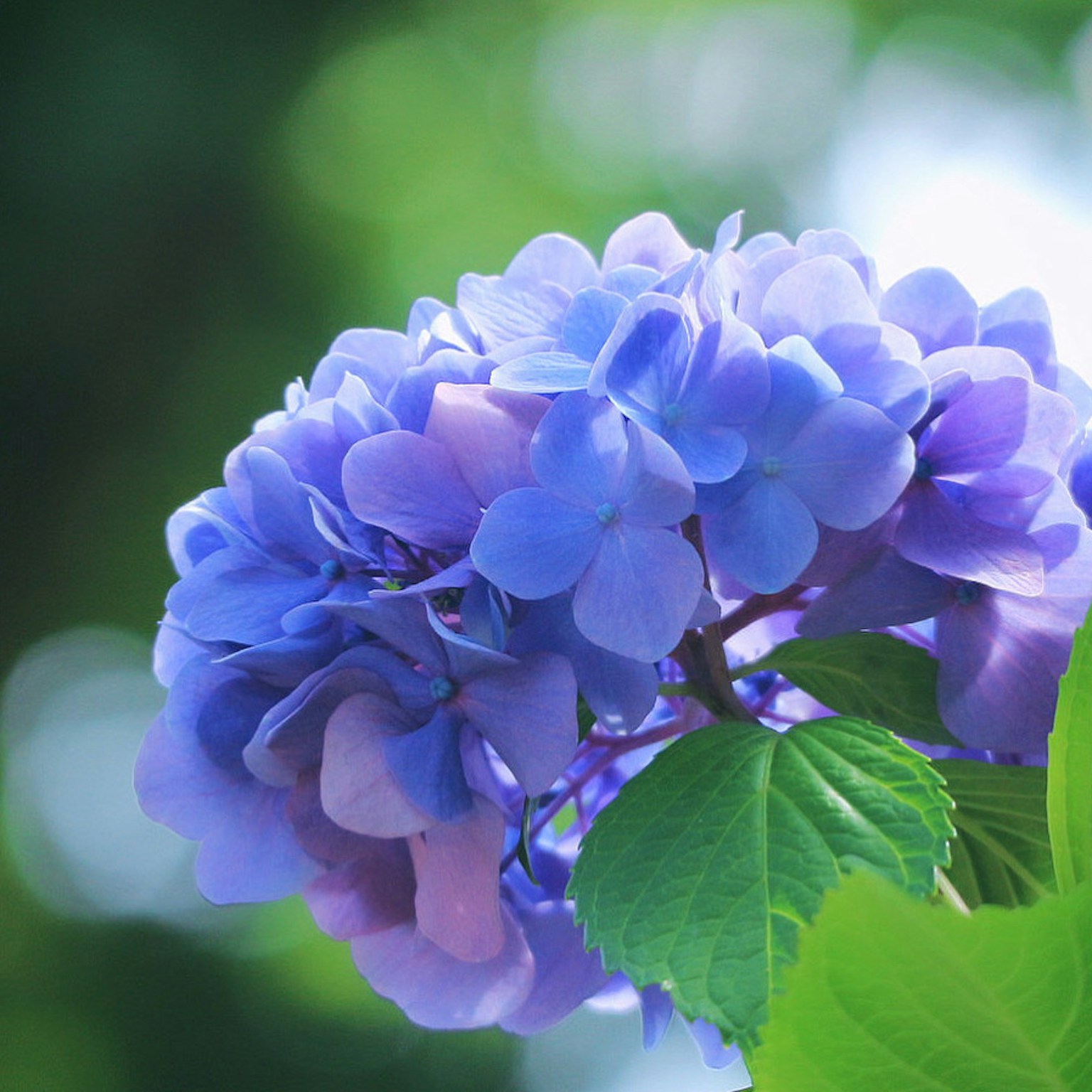 Blaue violette Hortensie mit grünen Blättern