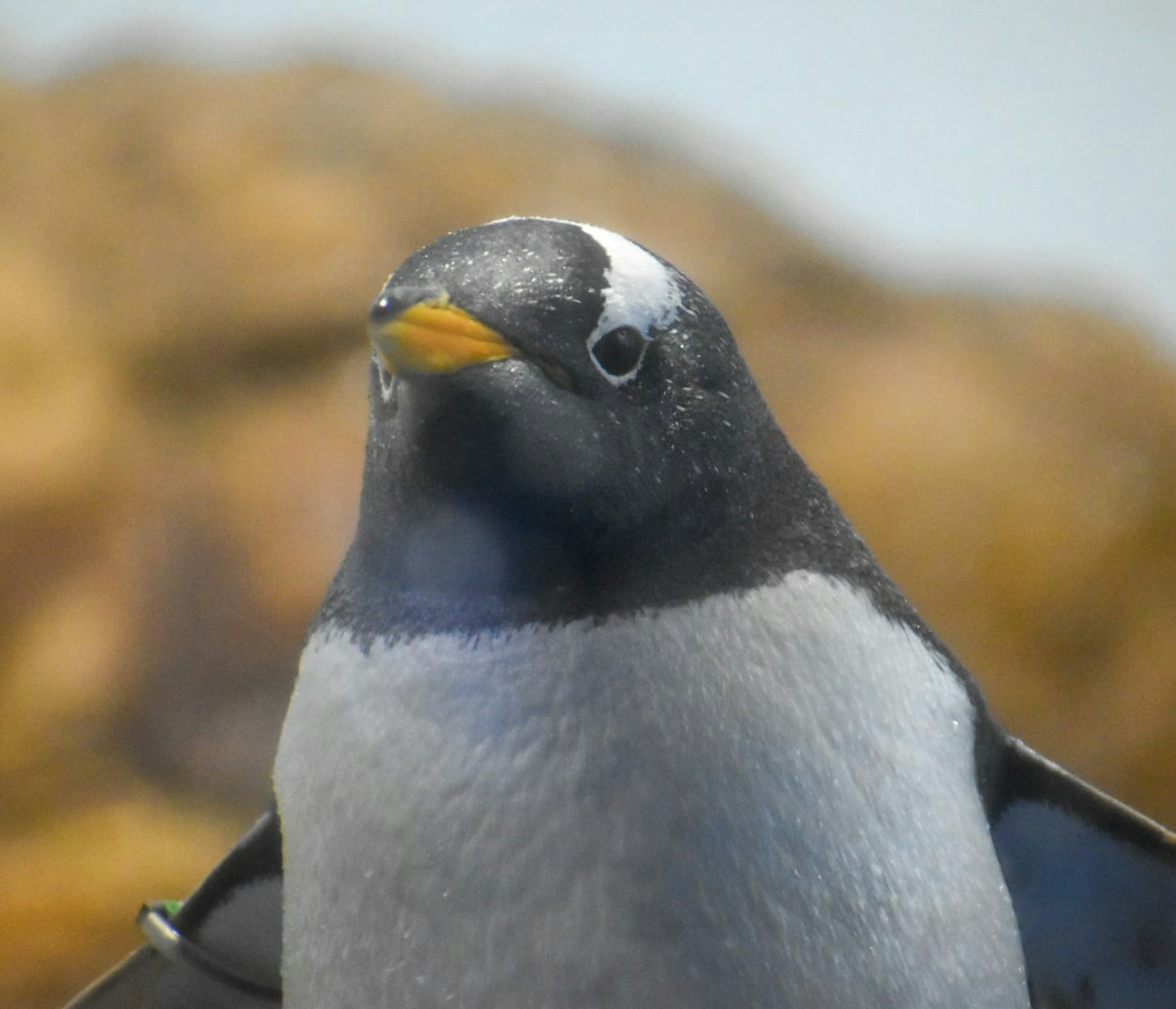 Nahaufnahme eines Pinguins mit blauem Hintergrund und gelbem Schnabel
