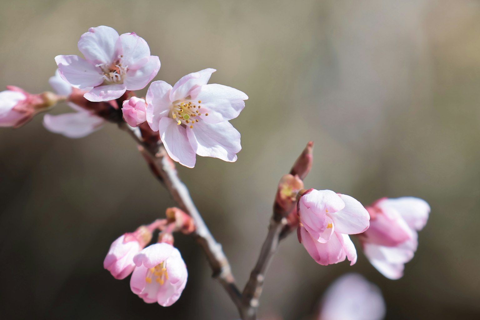Nahaufnahme von blassrosa Kirschblüten an einem Zweig