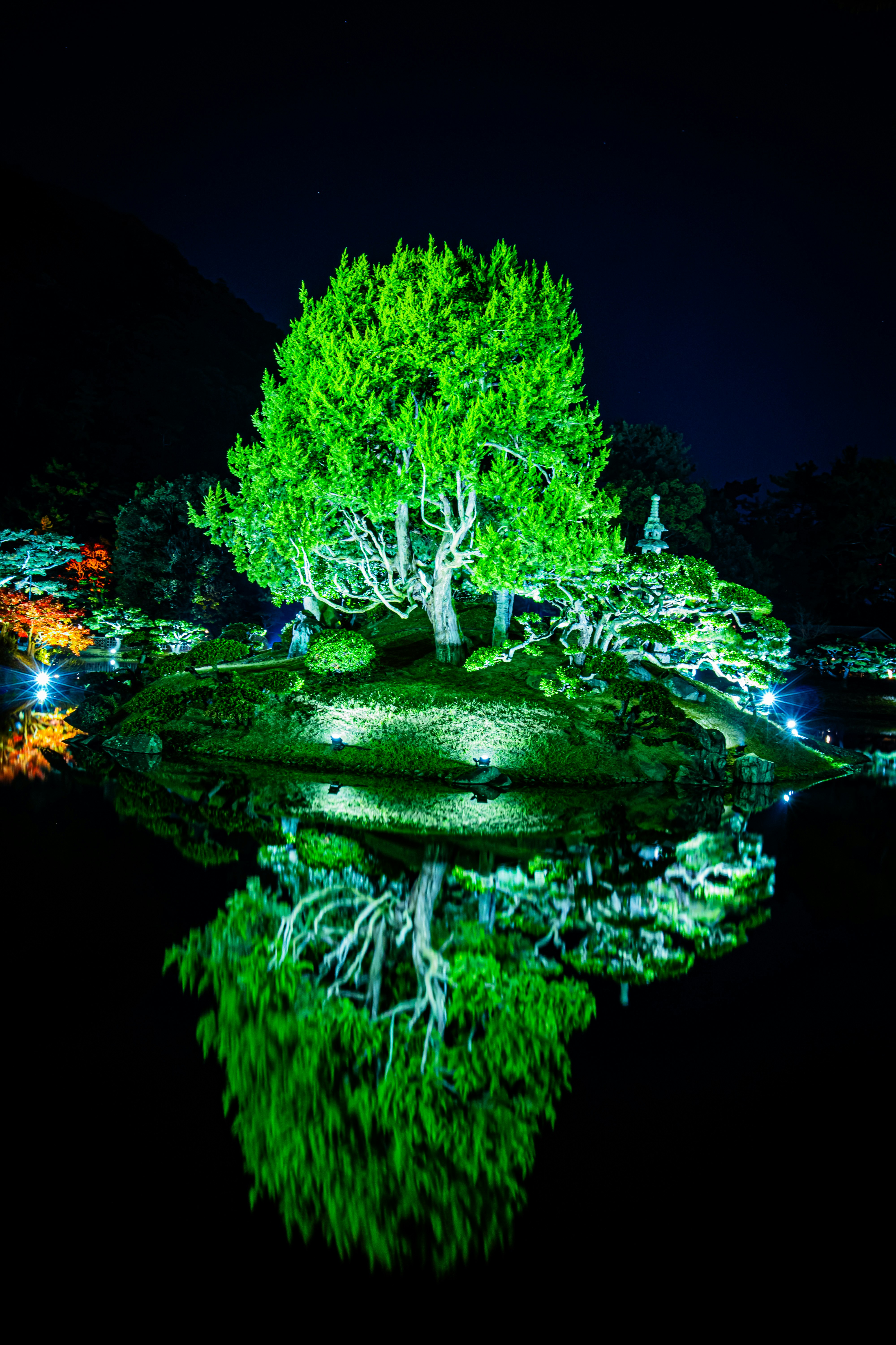 夜のライトアップされた苔むす木のある水辺の小島