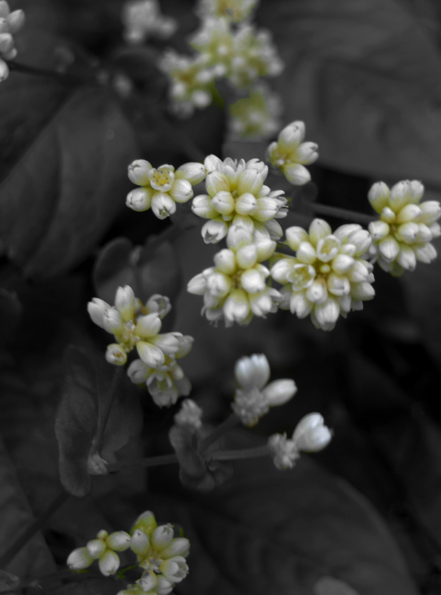 Gros plan de petites fleurs blanches sur un fond monochrome
