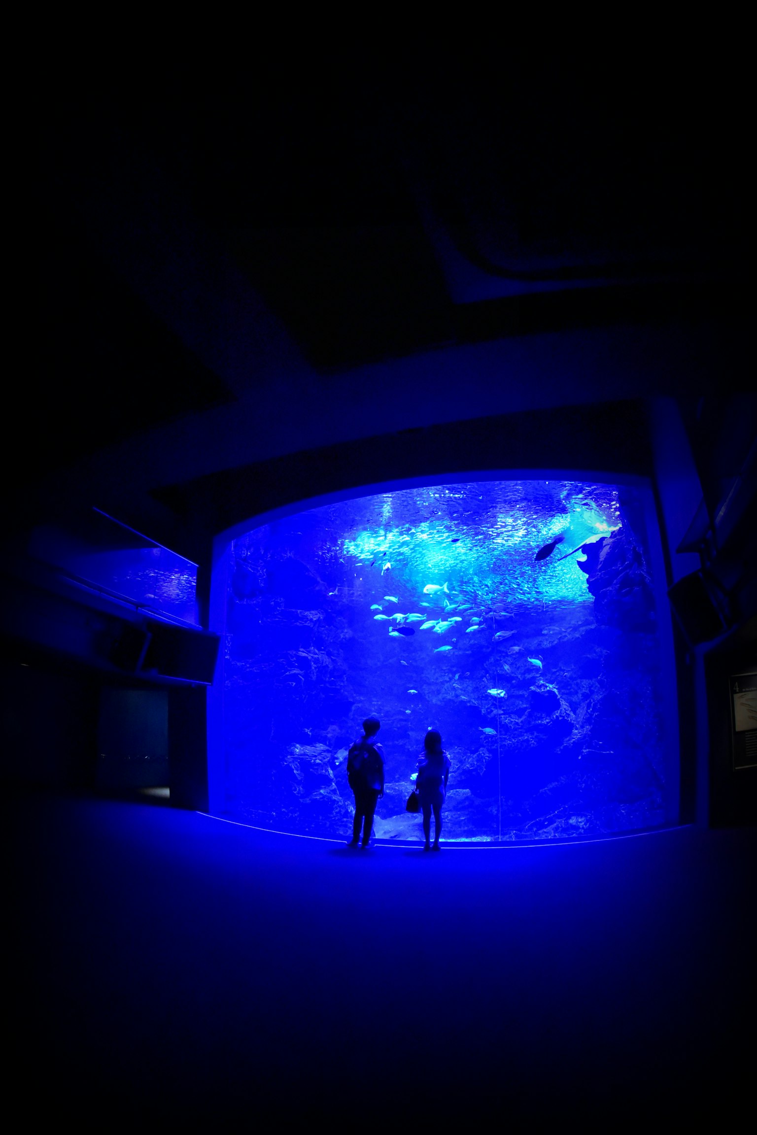 青い水槽の前に立つ二人の人影が映る水族館の内部