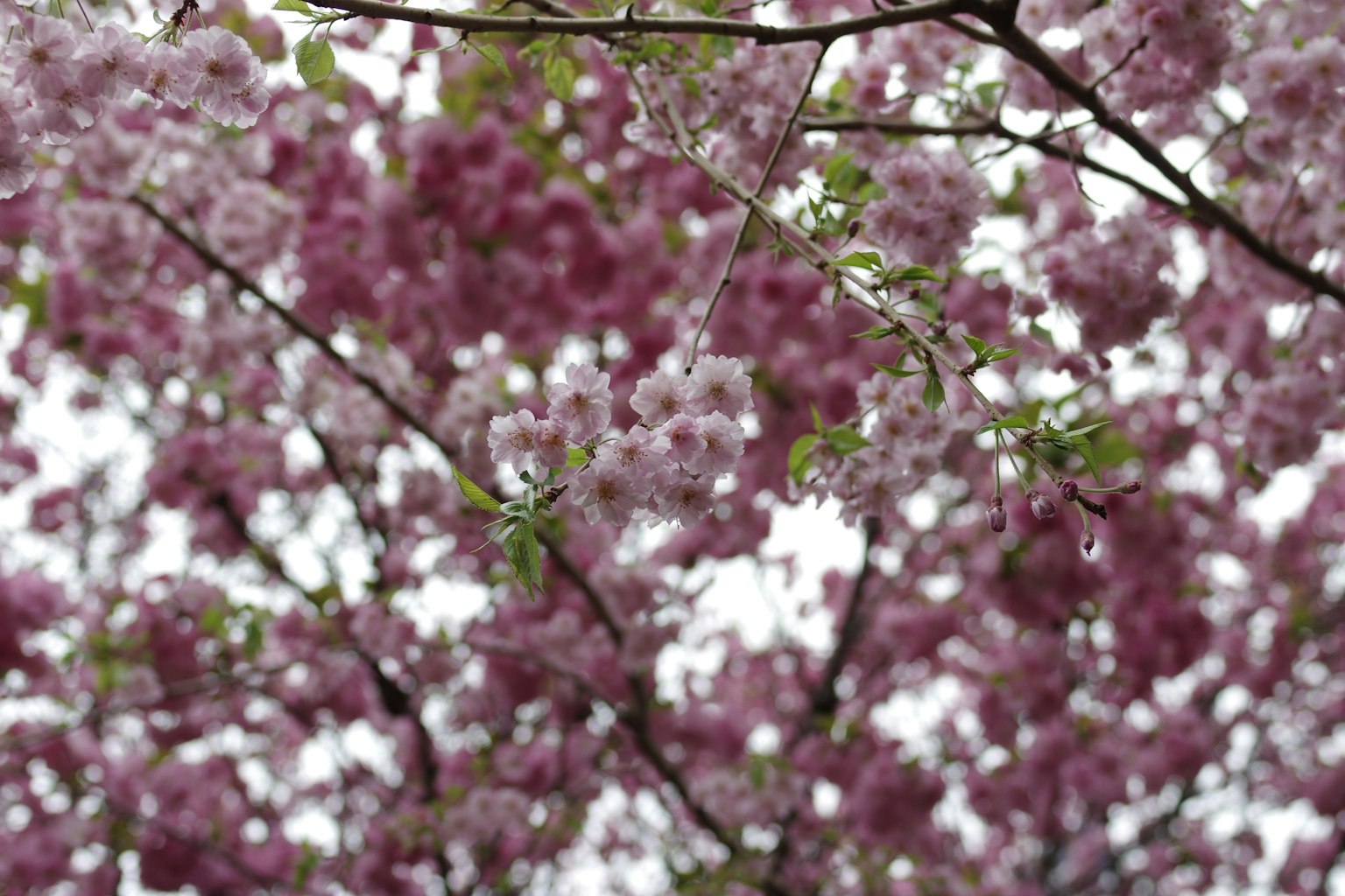 Nahaufnahme von Kirschbaumzweigen mit rosa Blüten vor einem verschwommenen Hintergrund