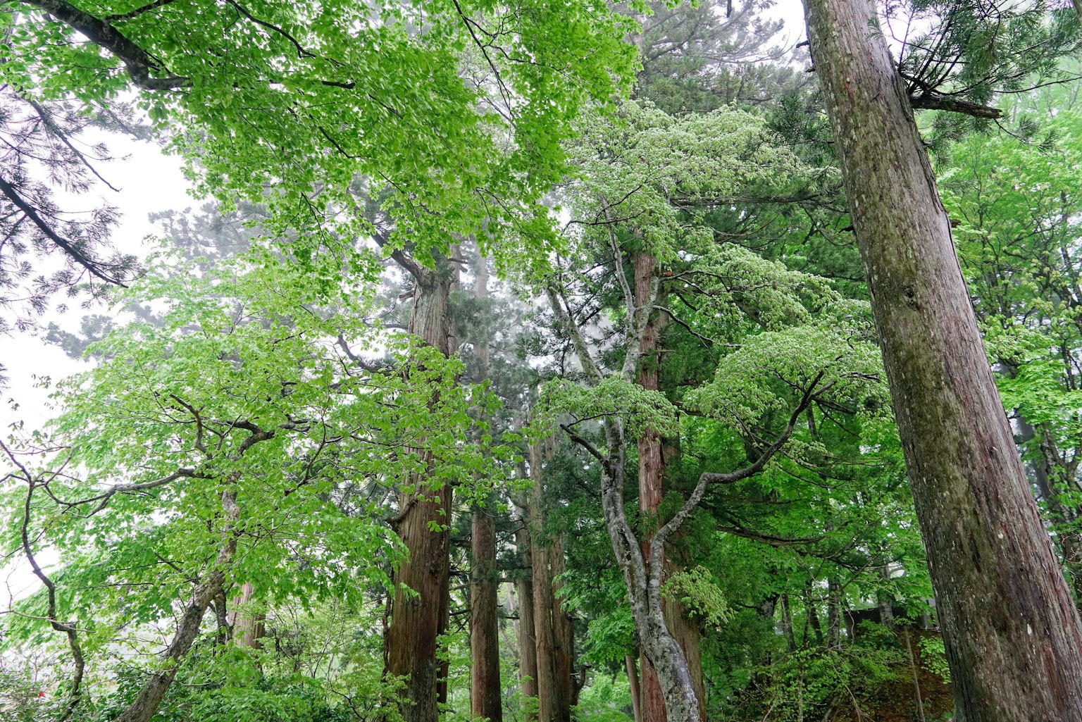 Árboles verdes exuberantes en una escena forestal vibrante