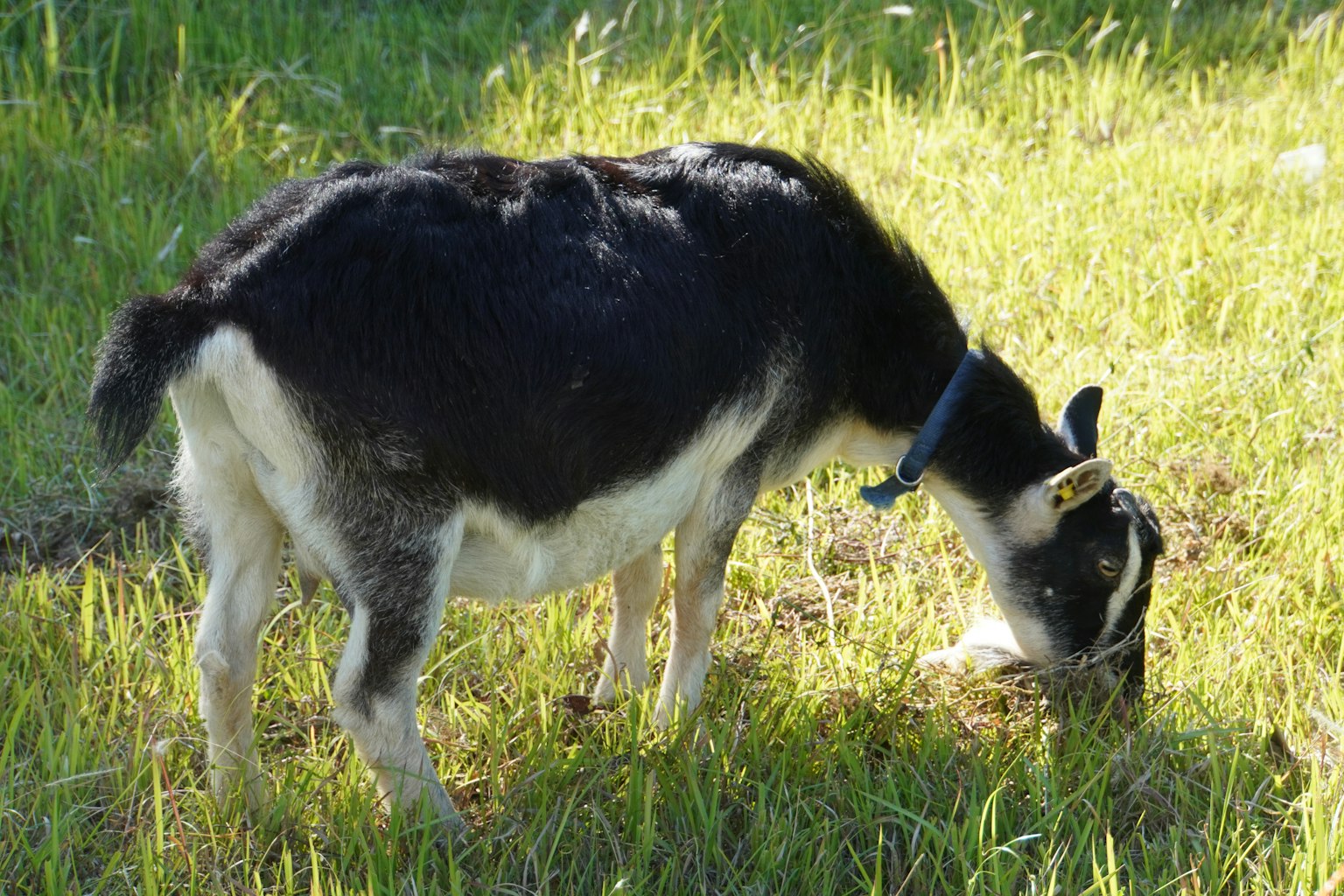 Black and white goat grazing on grass
