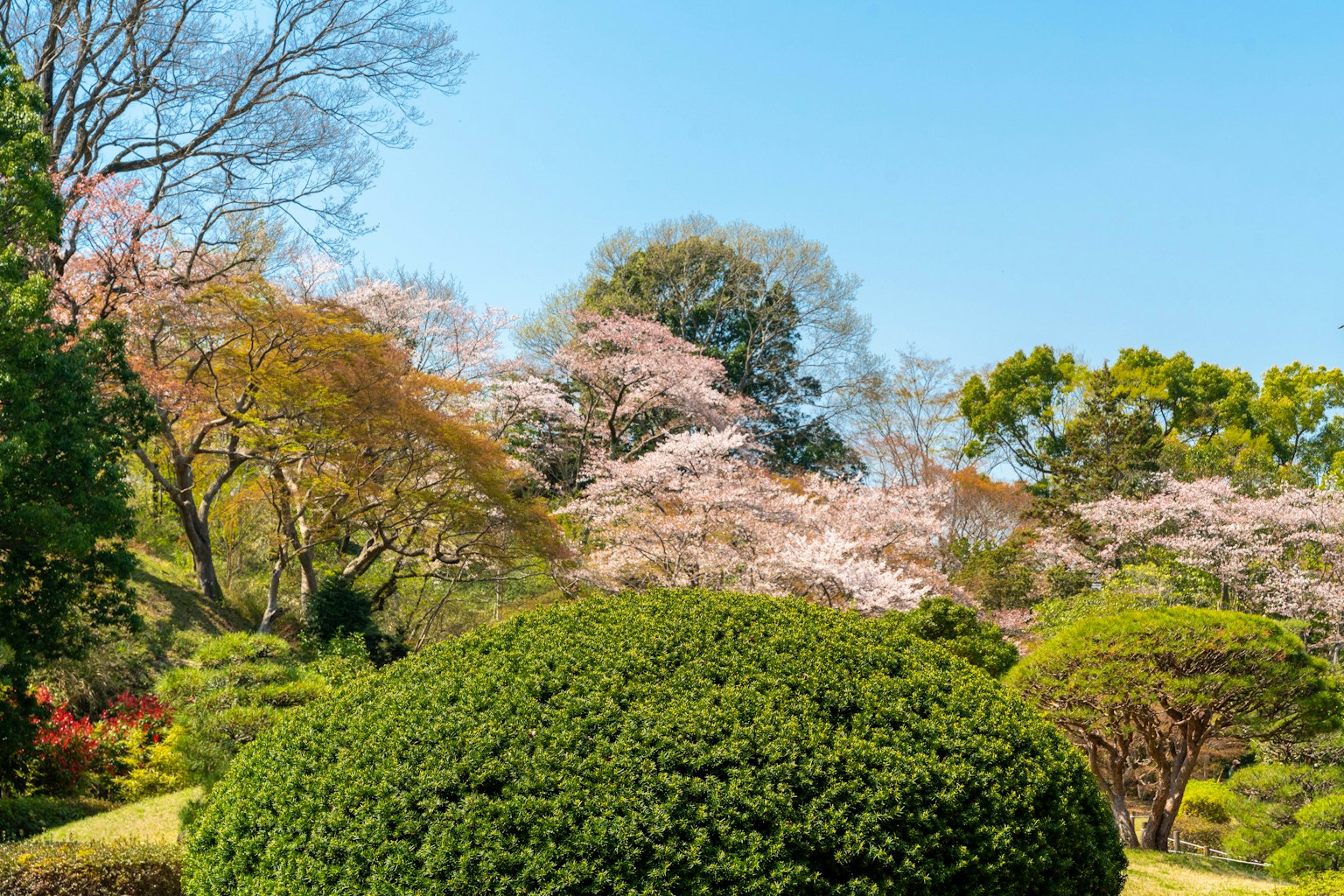 Scène de jardin vibrante avec des cerisiers en fleurs sous un ciel bleu clair