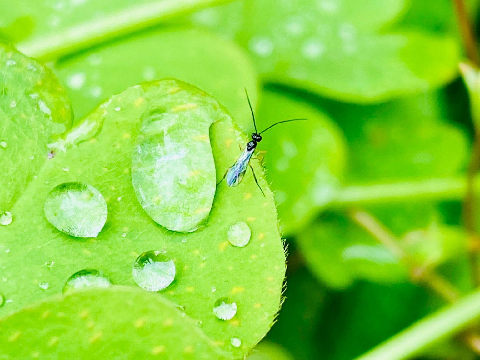 Un petit insecte sur une feuille verte avec des gouttes d'eau