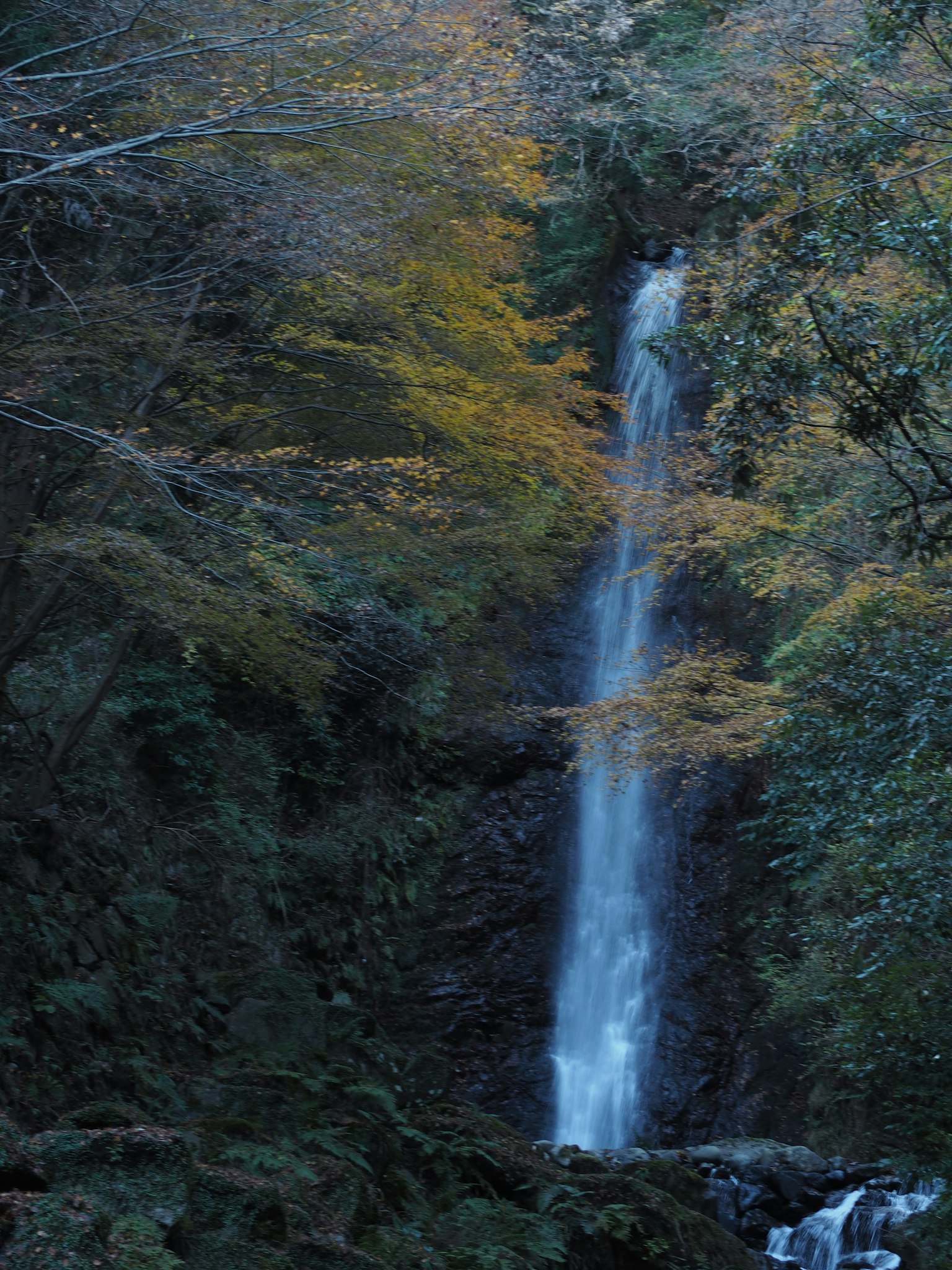 Una tranquilla scena forestale con una bella cascata che scorre