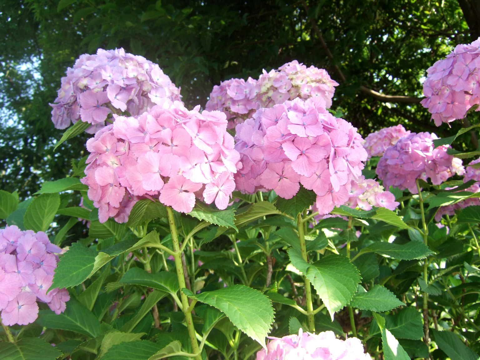 Foto de flores de hortensia moradas pálidas en flor
