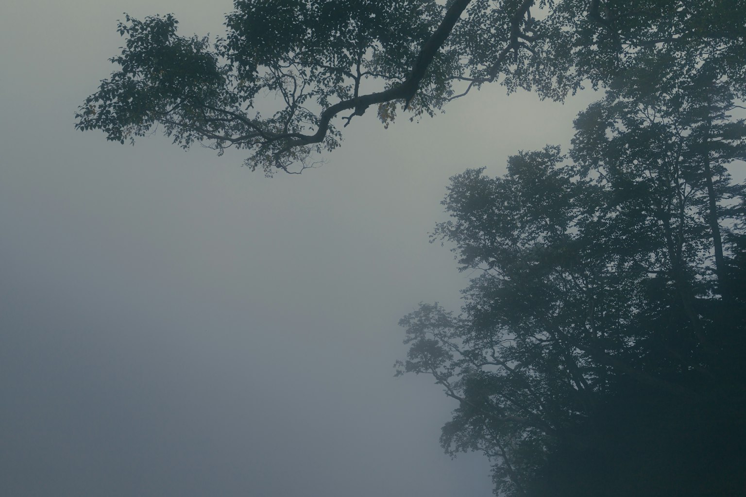 Silhouette von Bäumen und Ästen im Nebel