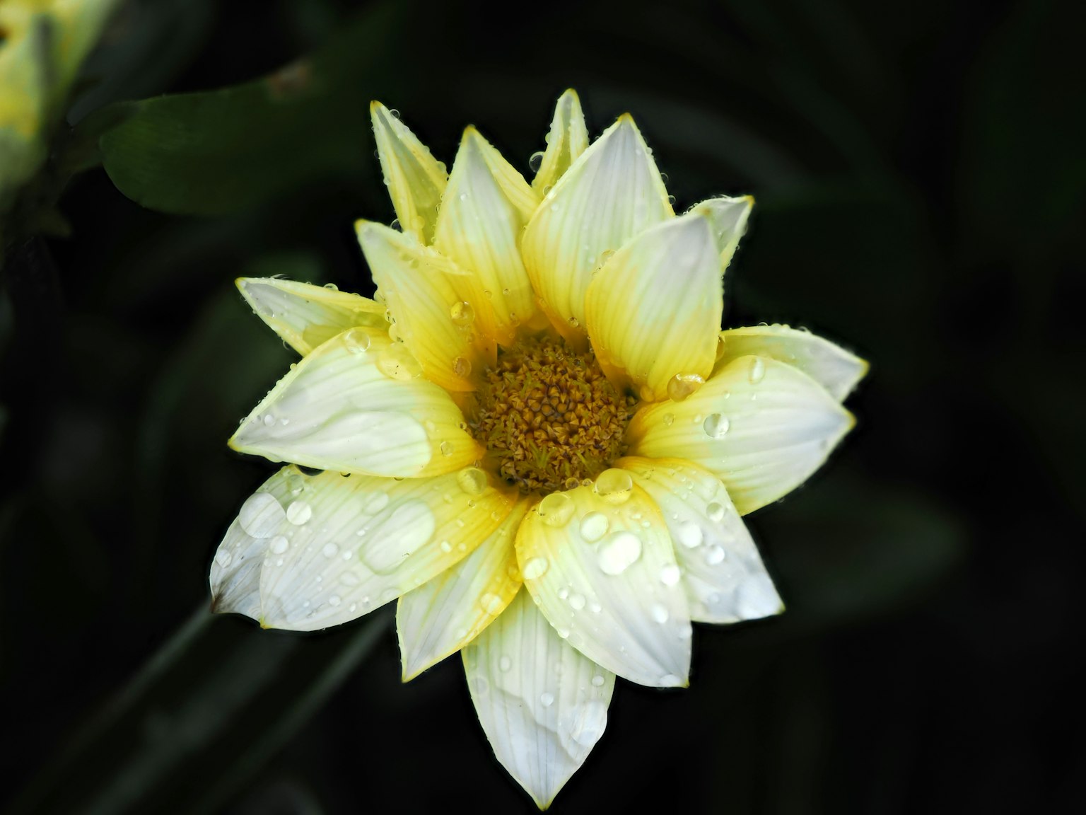 Primer plano de una hermosa flor con pétalos blancos y un centro amarillo