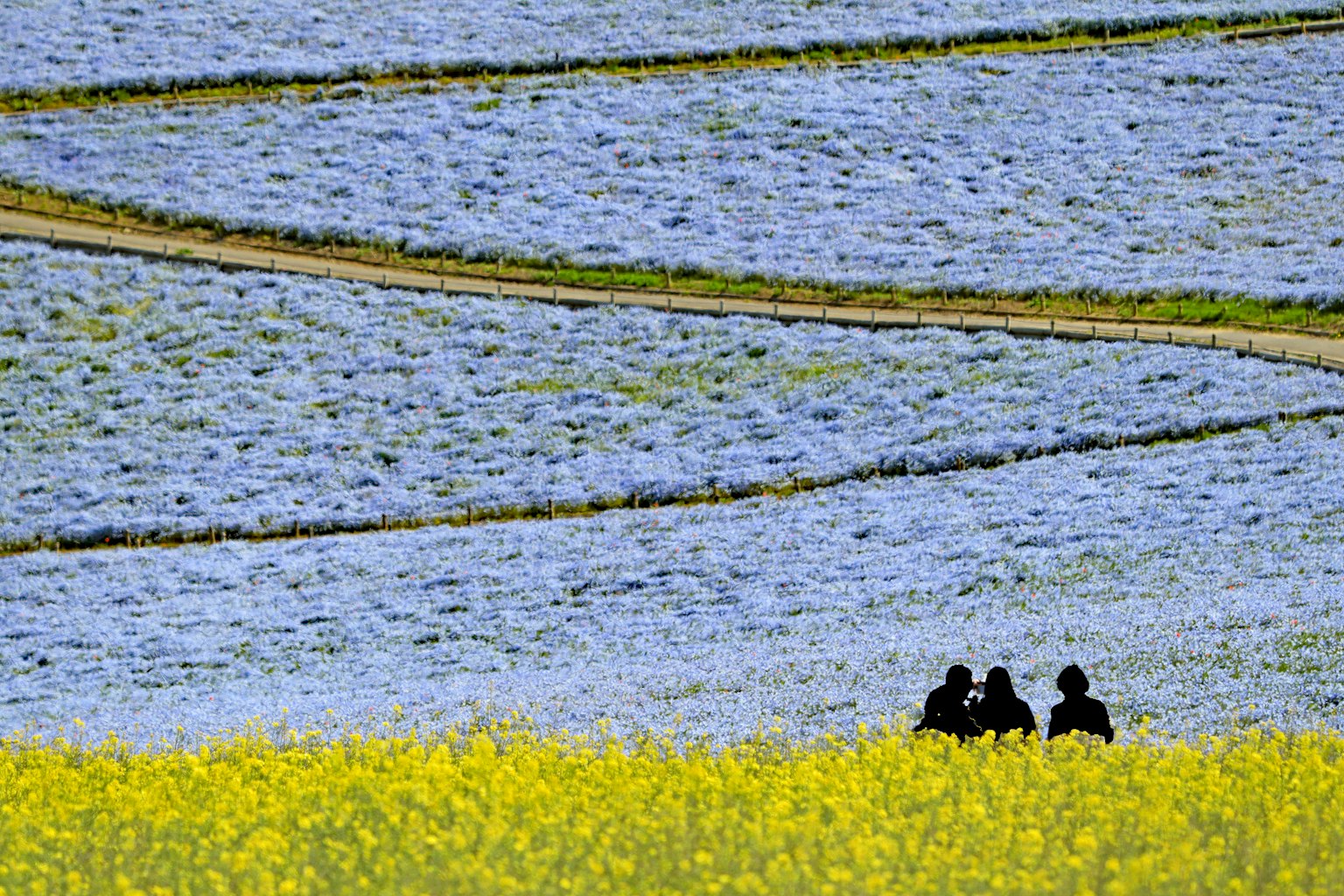 Zwei Personen sitzen in einer Landschaft aus blauen Blumenfeldern und gelben Rapsblumen