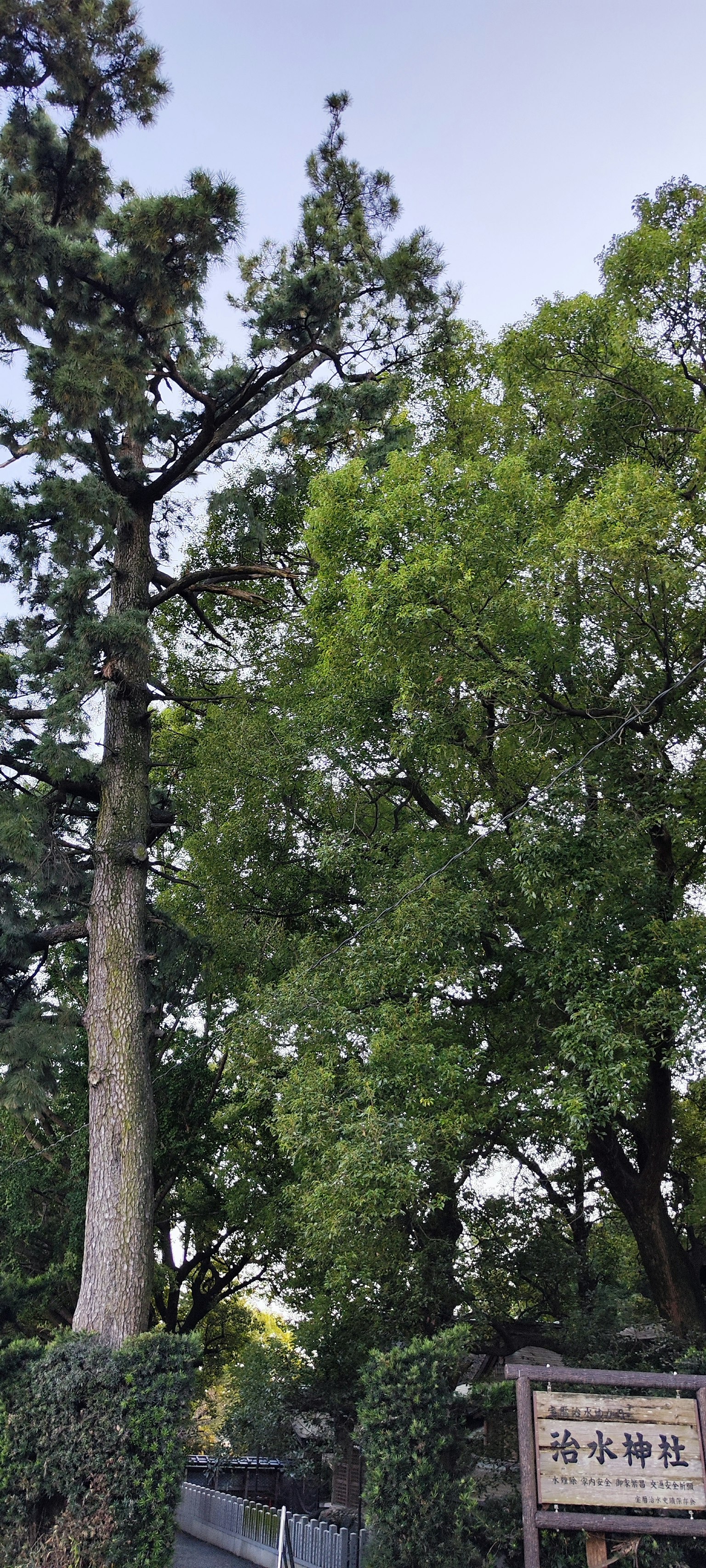 Tall tree with lush green leaves and a sign at the base