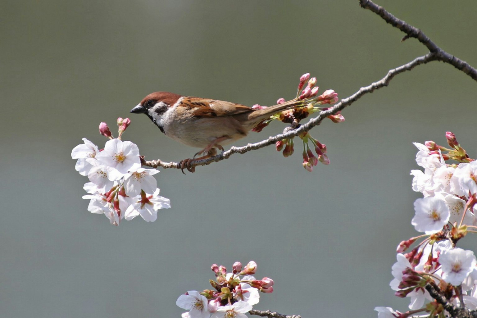 Spatz auf einem Kirschbaumzweig