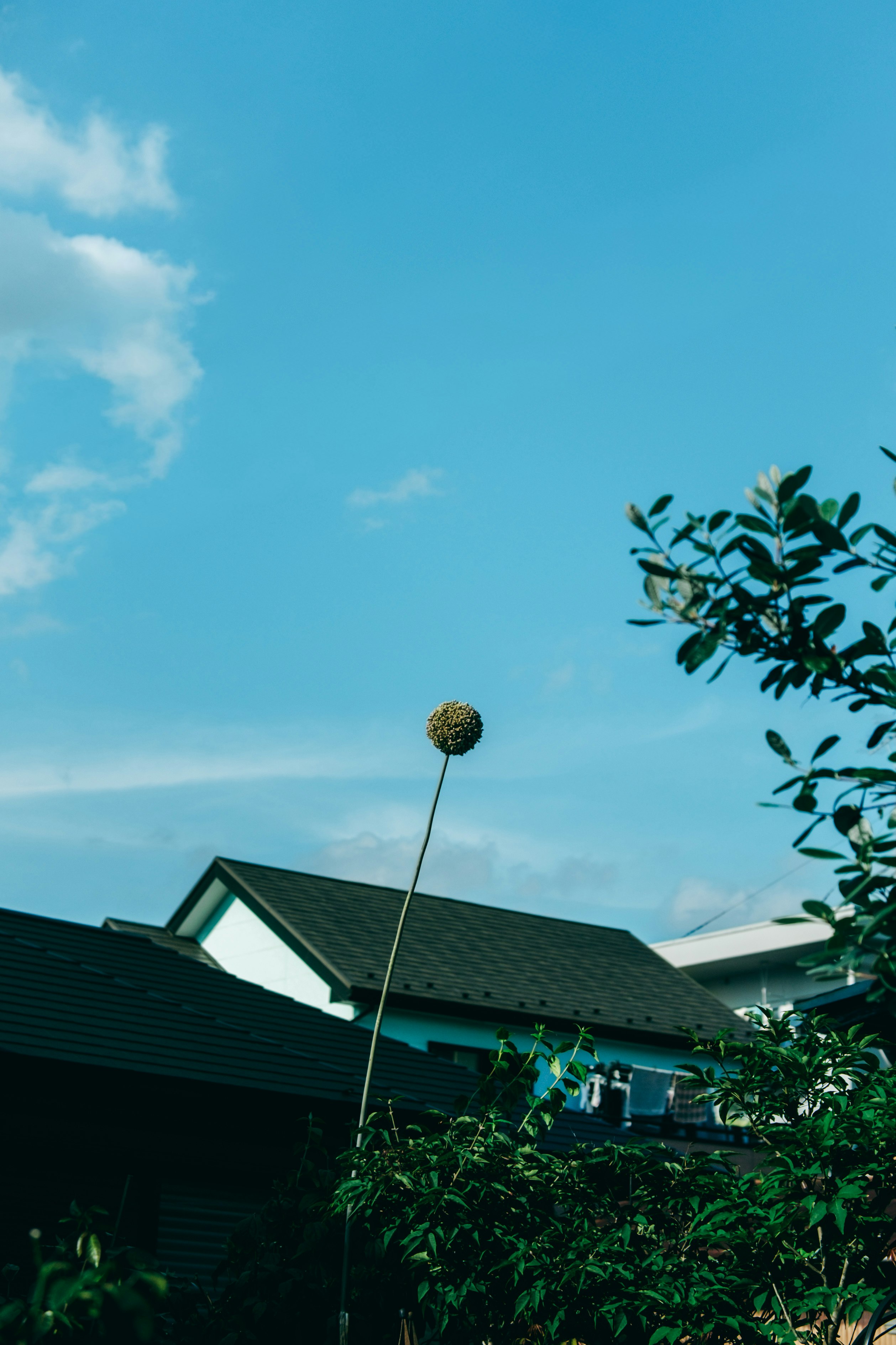 rooftop and garden trees under a blue sky