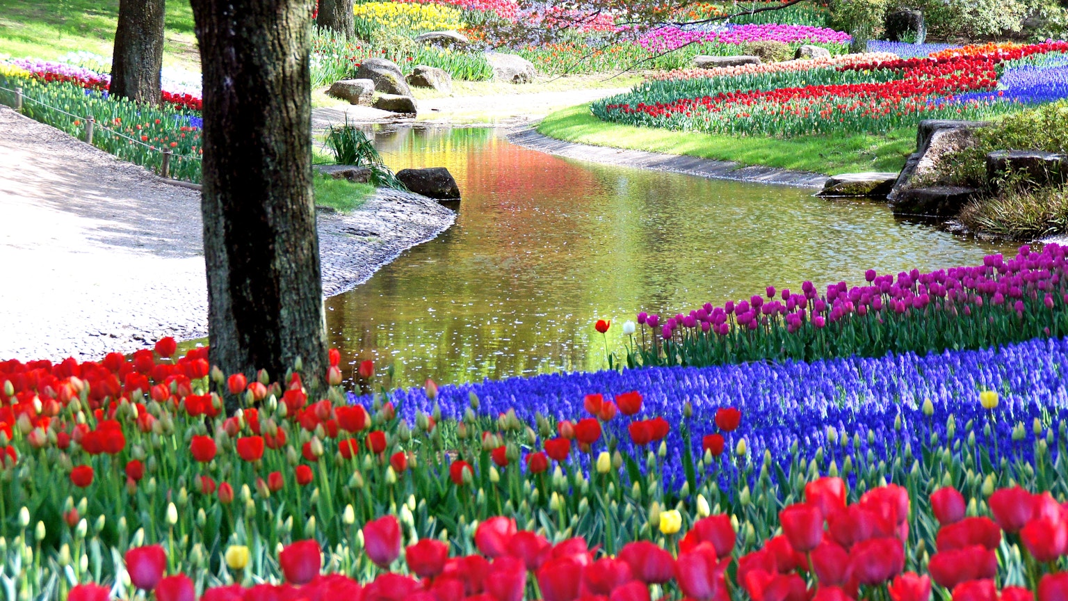 Lebendige Tulpen in verschiedenen Farben entlang eines ruhigen Flusses