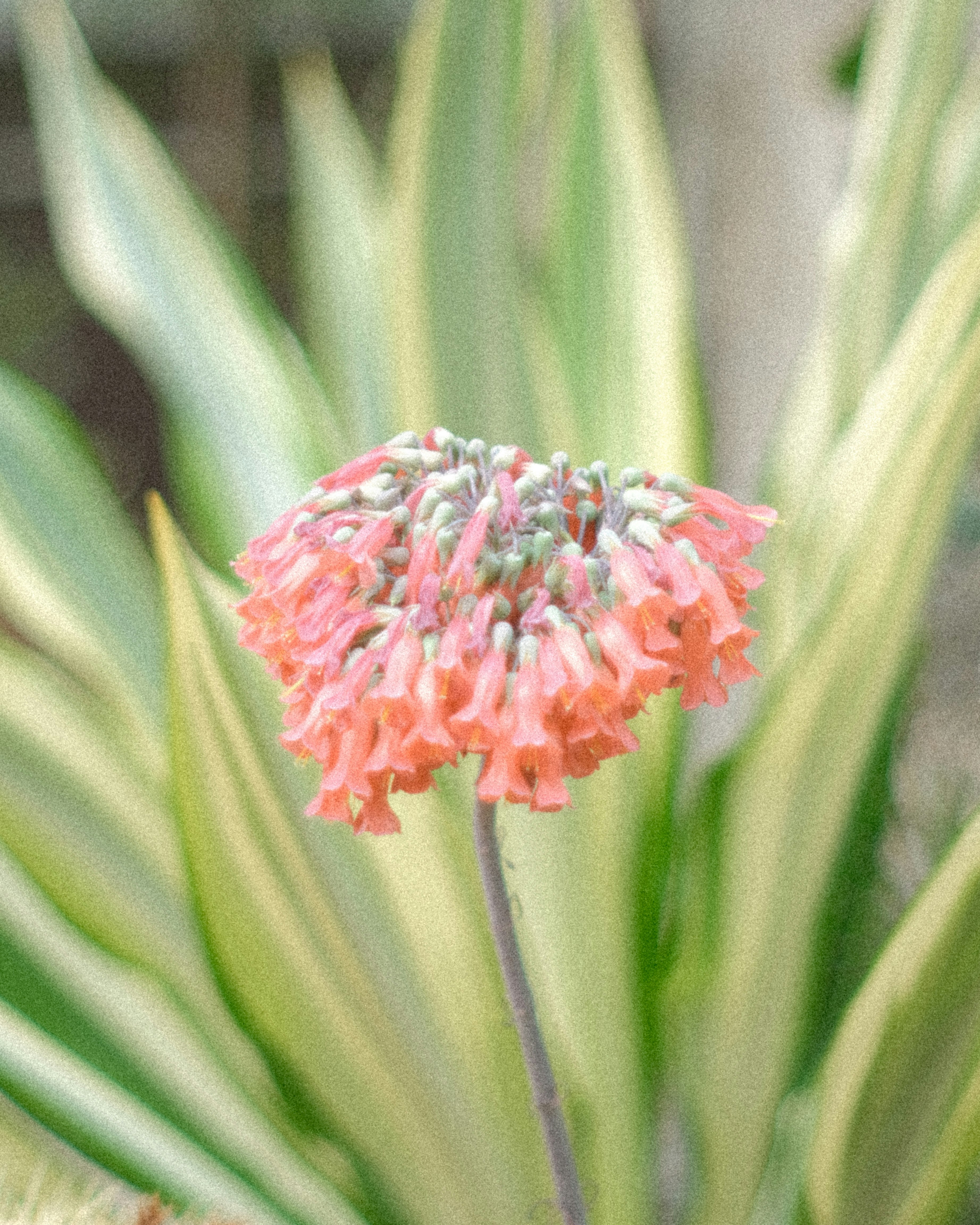 macro image of a pink flower with slender green leaves