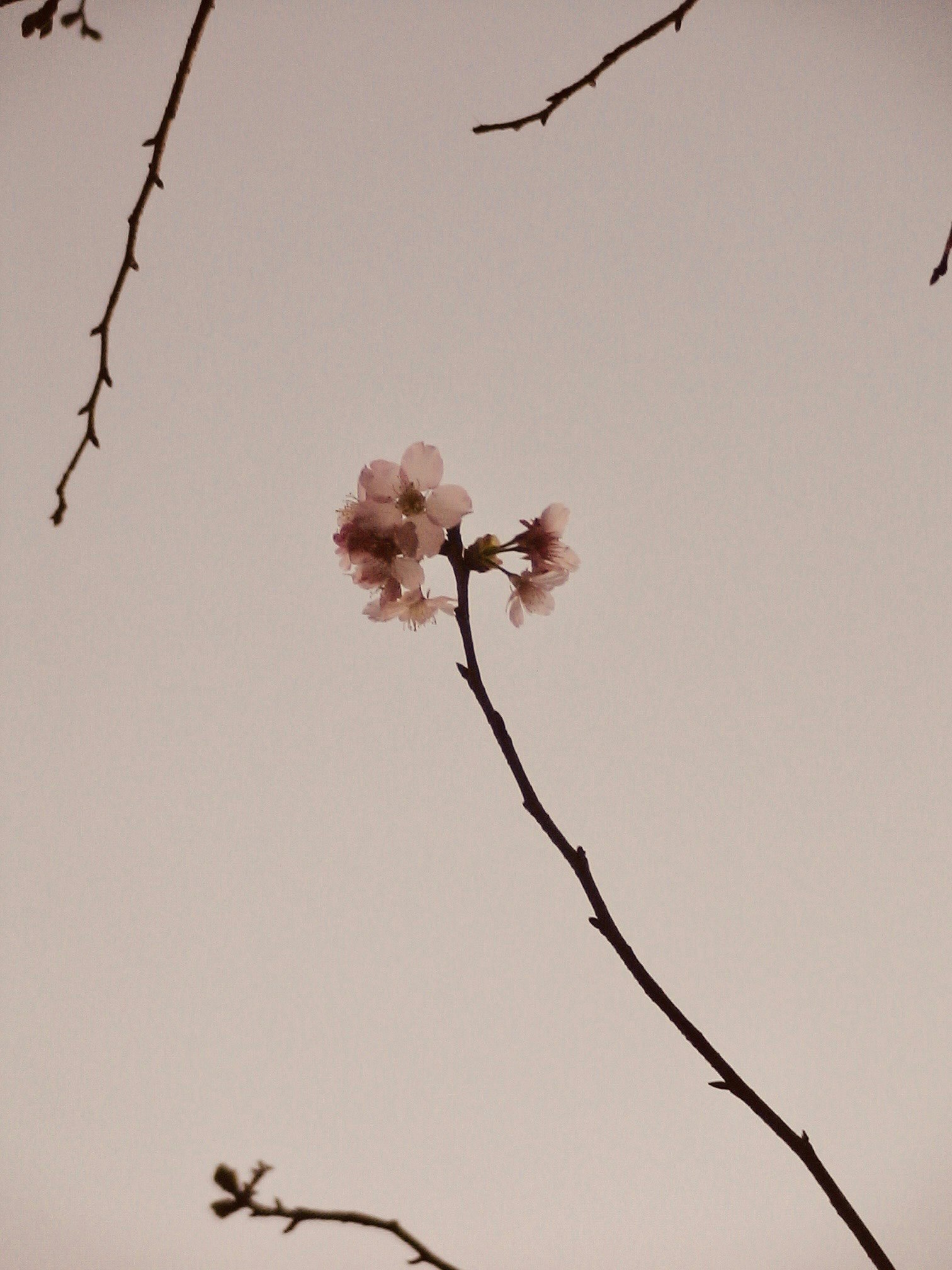 桜の花が咲く枝と淡い空の背景