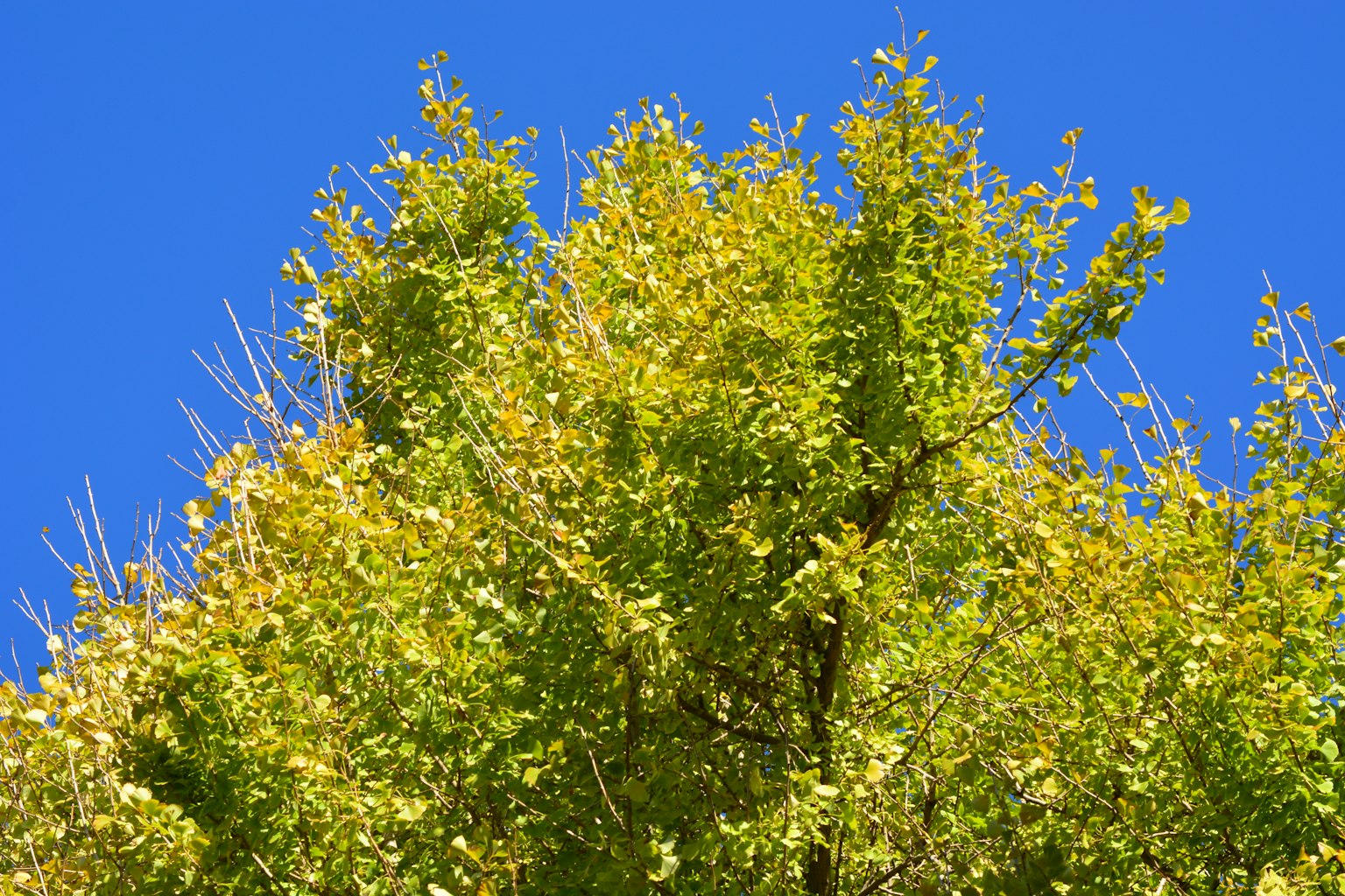 Partie supérieure d'un arbre avec des feuilles vertes et jaunes sous un ciel bleu
