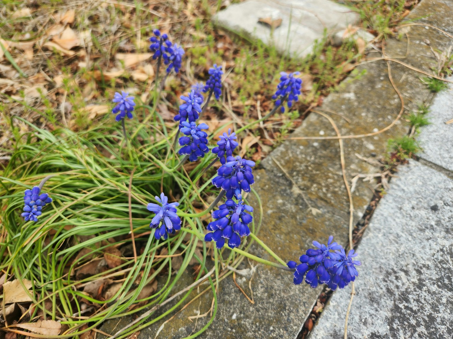 Lila Blumen mit grünen Blättern, die neben einem Steinweg wachsen