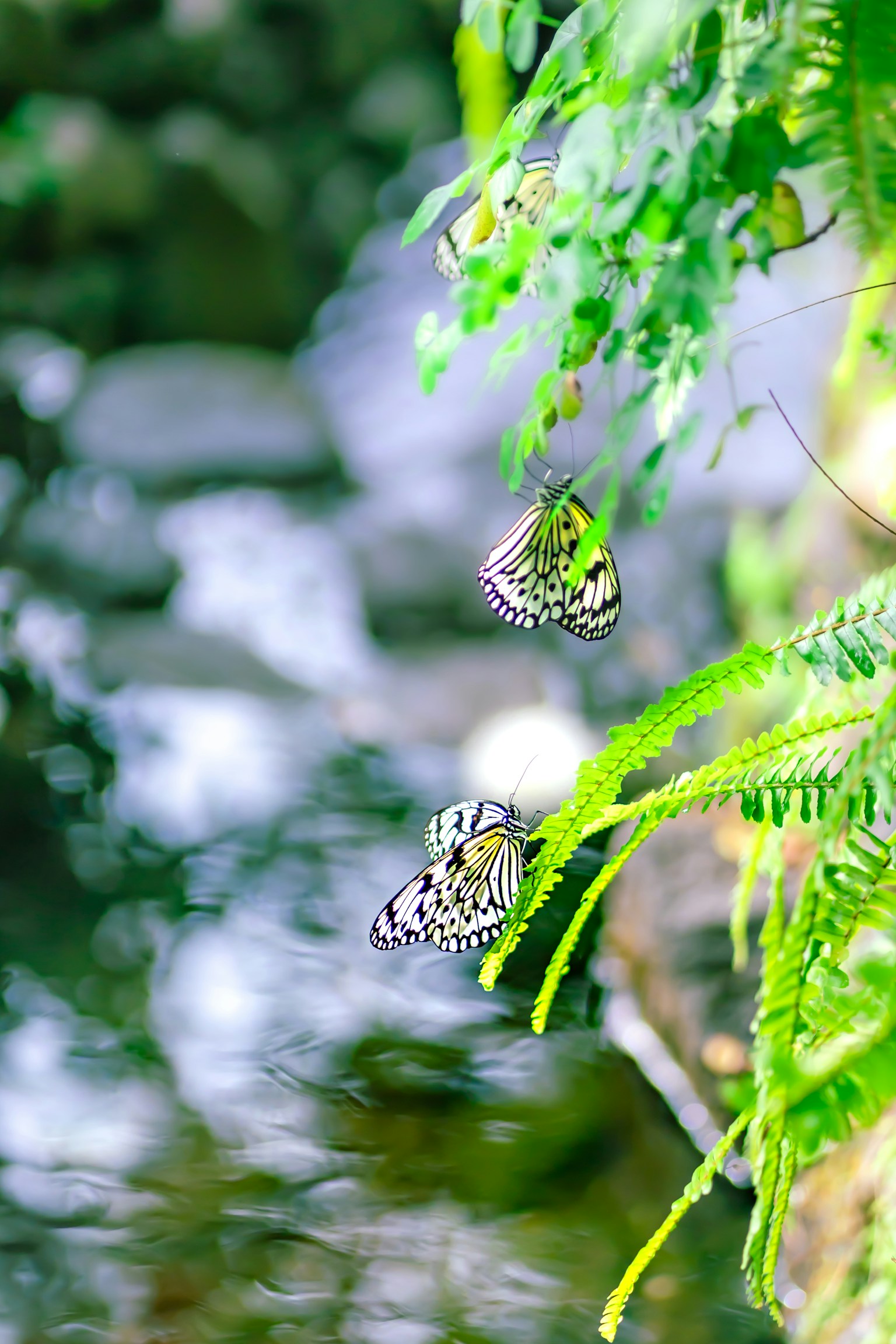 Butterflies fluttering near a water stream surrounded by green ferns