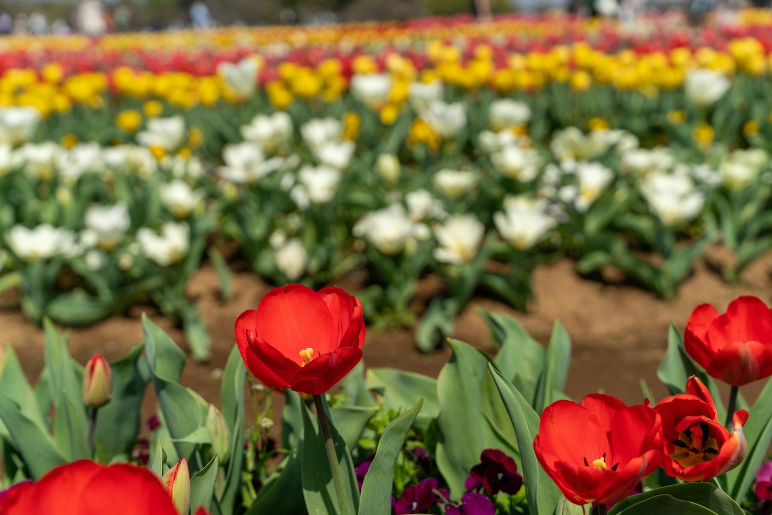 앞쪽의 빨간 튤립과 배경의 다채로운 꽃밭