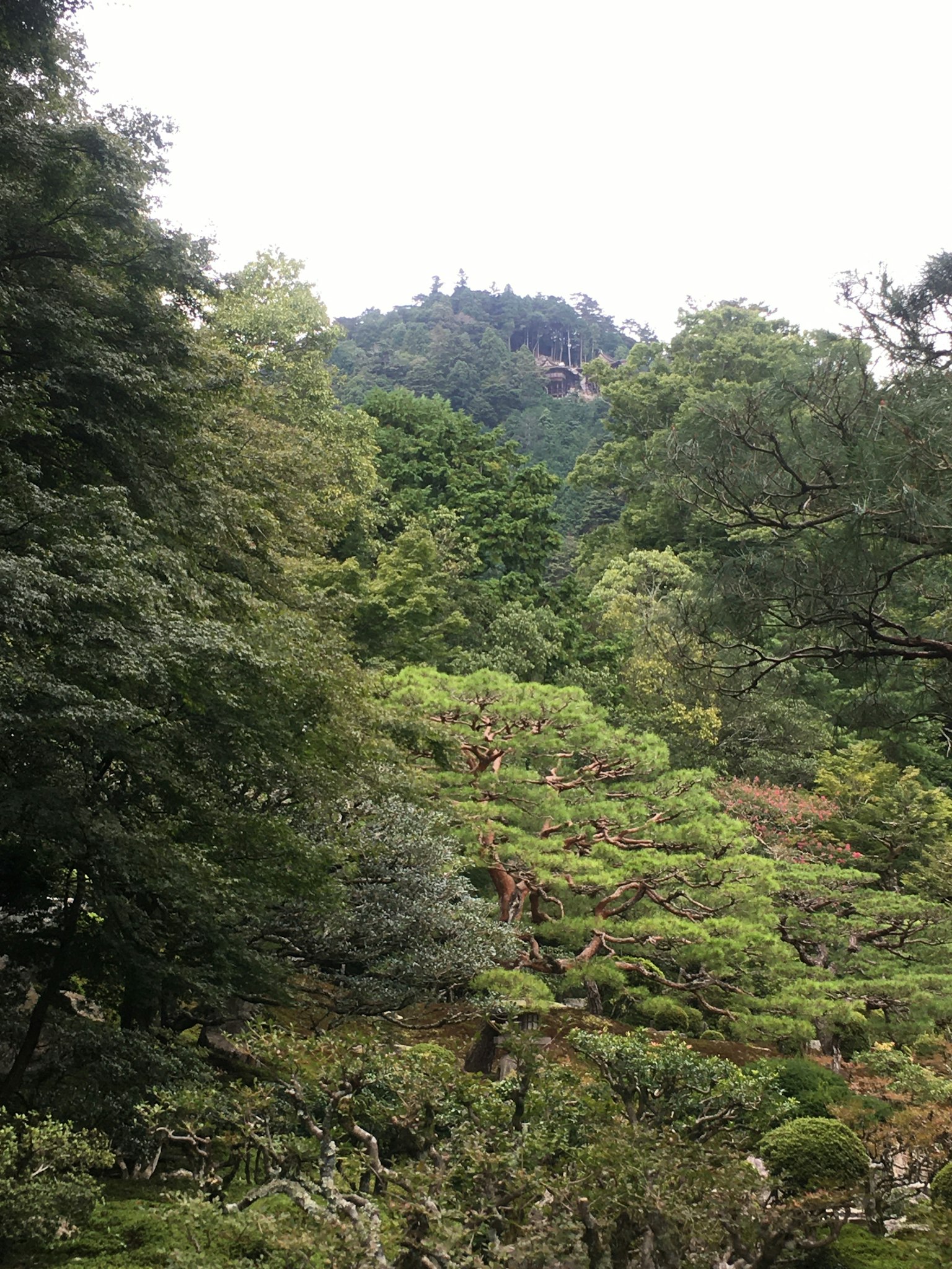 山脉和郁郁葱葱的树木的风景