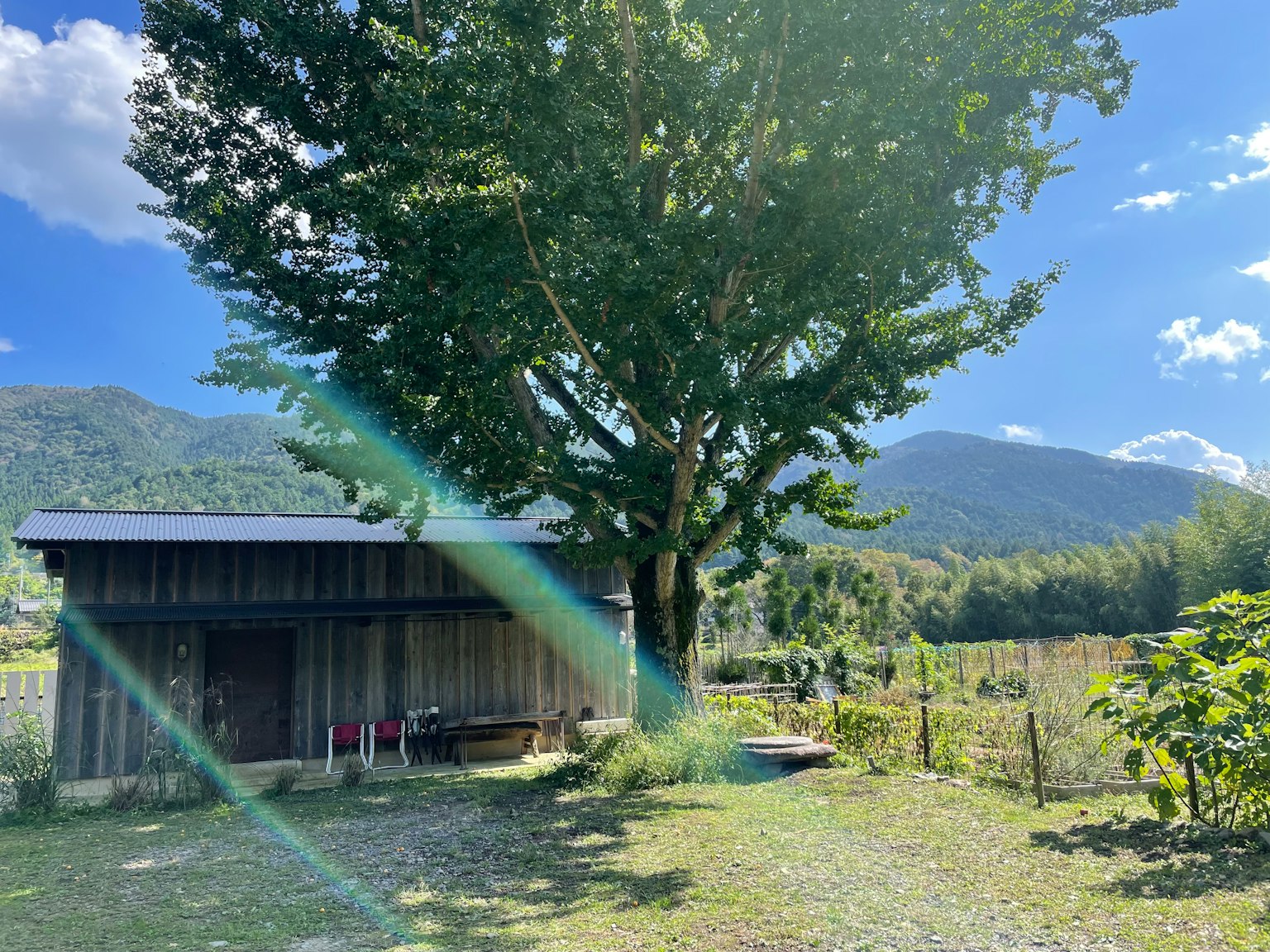 Wooden cabin and large tree with mountains in the background