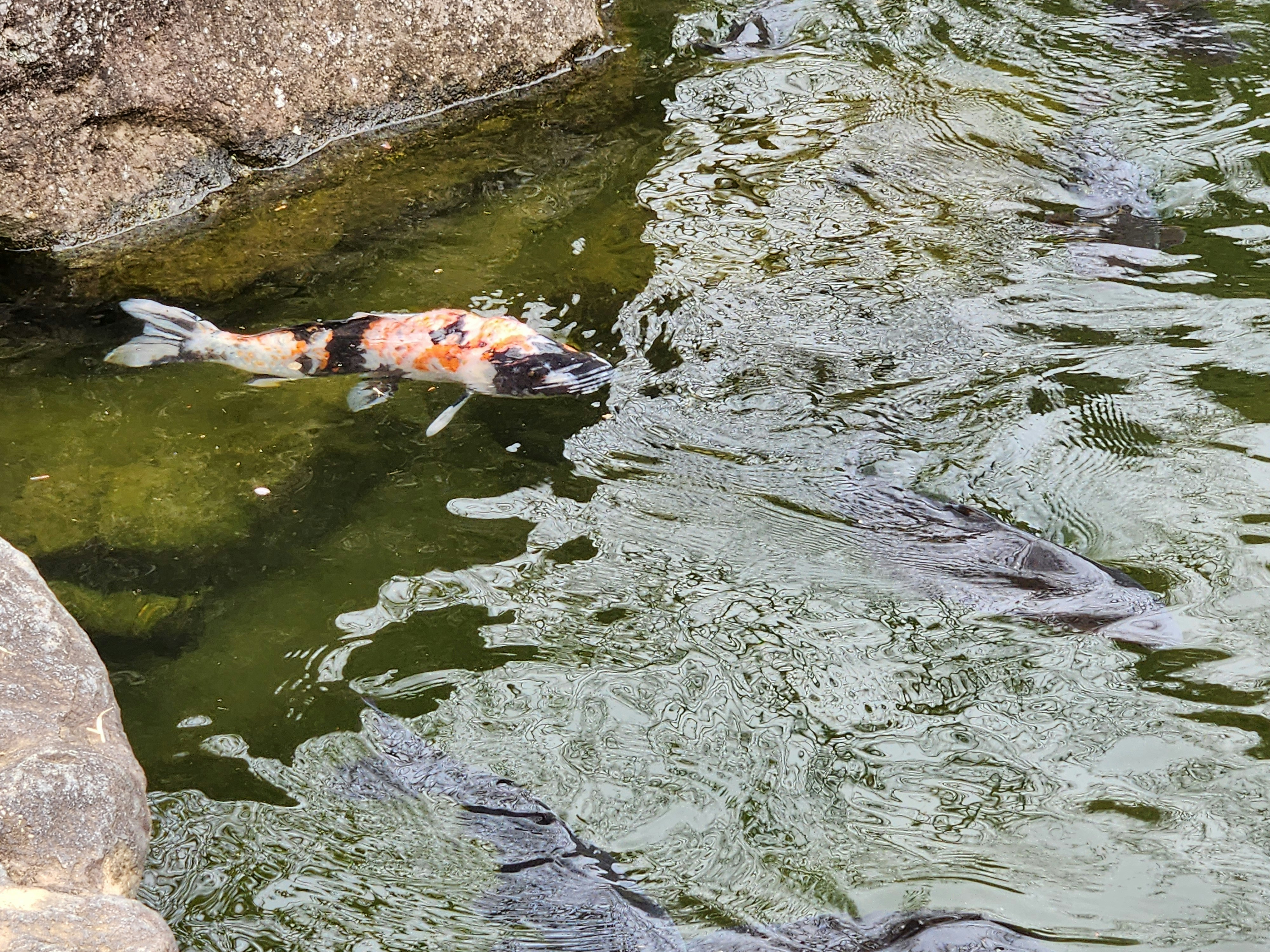 sekumpulan ikan koi berwarna-warni berkumpul di dekat batu di aliran sungai