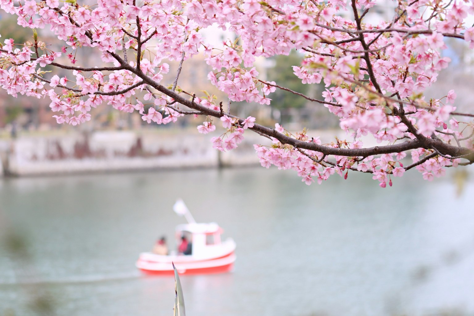 Una piccola barca rossa che galleggia su un fiume vicino ai ciliegi in fiore