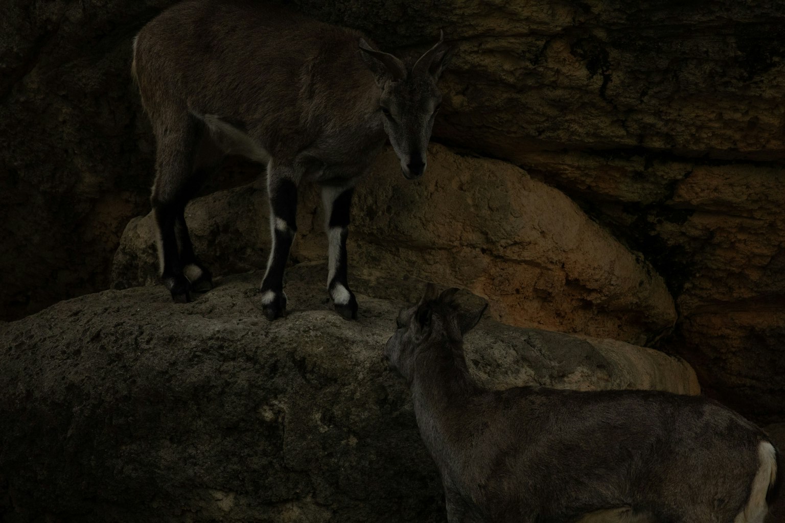 暗い背景の岩の上に立つ二頭の山羊のような動物