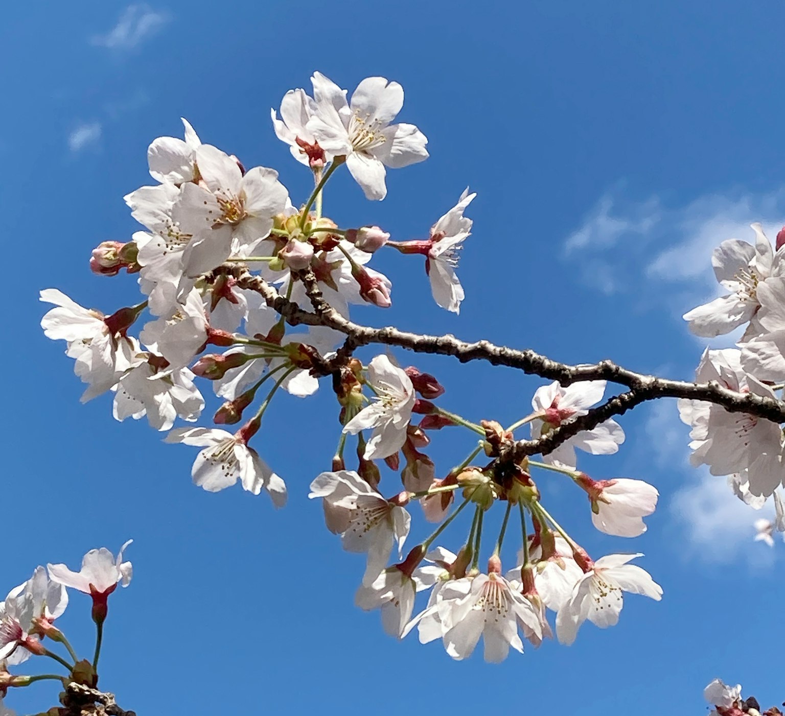 Rama de flores de cerezo contra un cielo azul