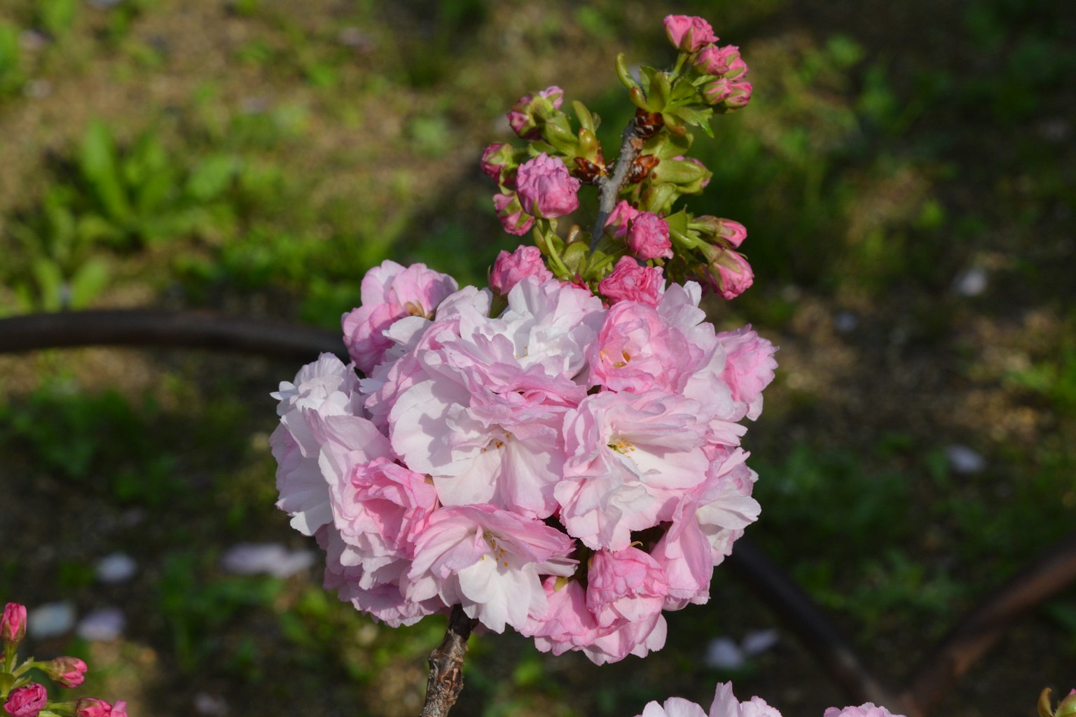 Une belle fleur rose épanouie sur une branche de cerisier