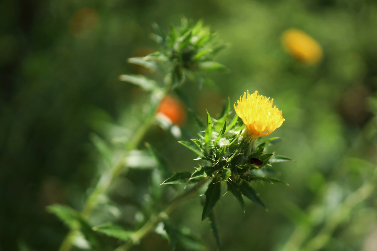 Pflanze mit gelber Blüte und orangefarbenen Knospen vor grünem Hintergrund