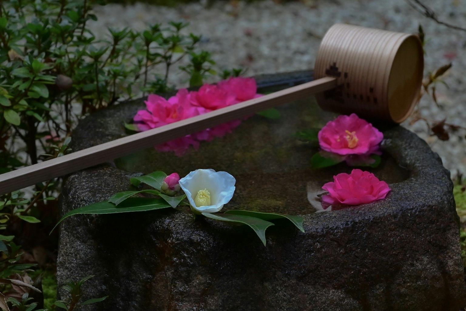 Scène de jardin japonais avec des fleurs flottant dans un bassin en pierre et une louche en bambou