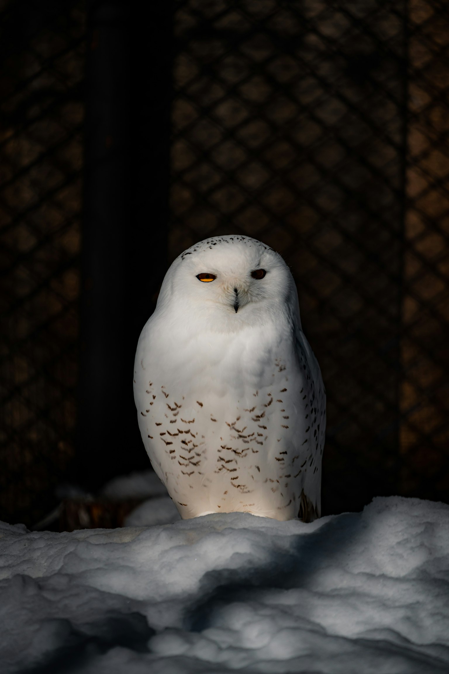 Schneeeule auf dem Schnee mit auffälligen weißen Federn