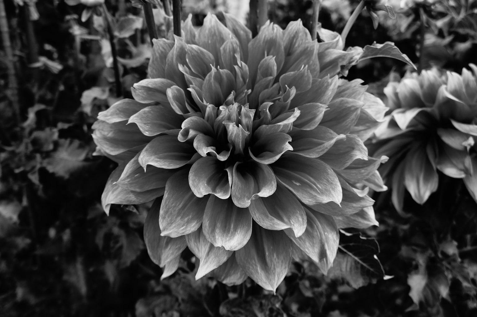 A beautiful dahlia flower with overlapping petals in black and white