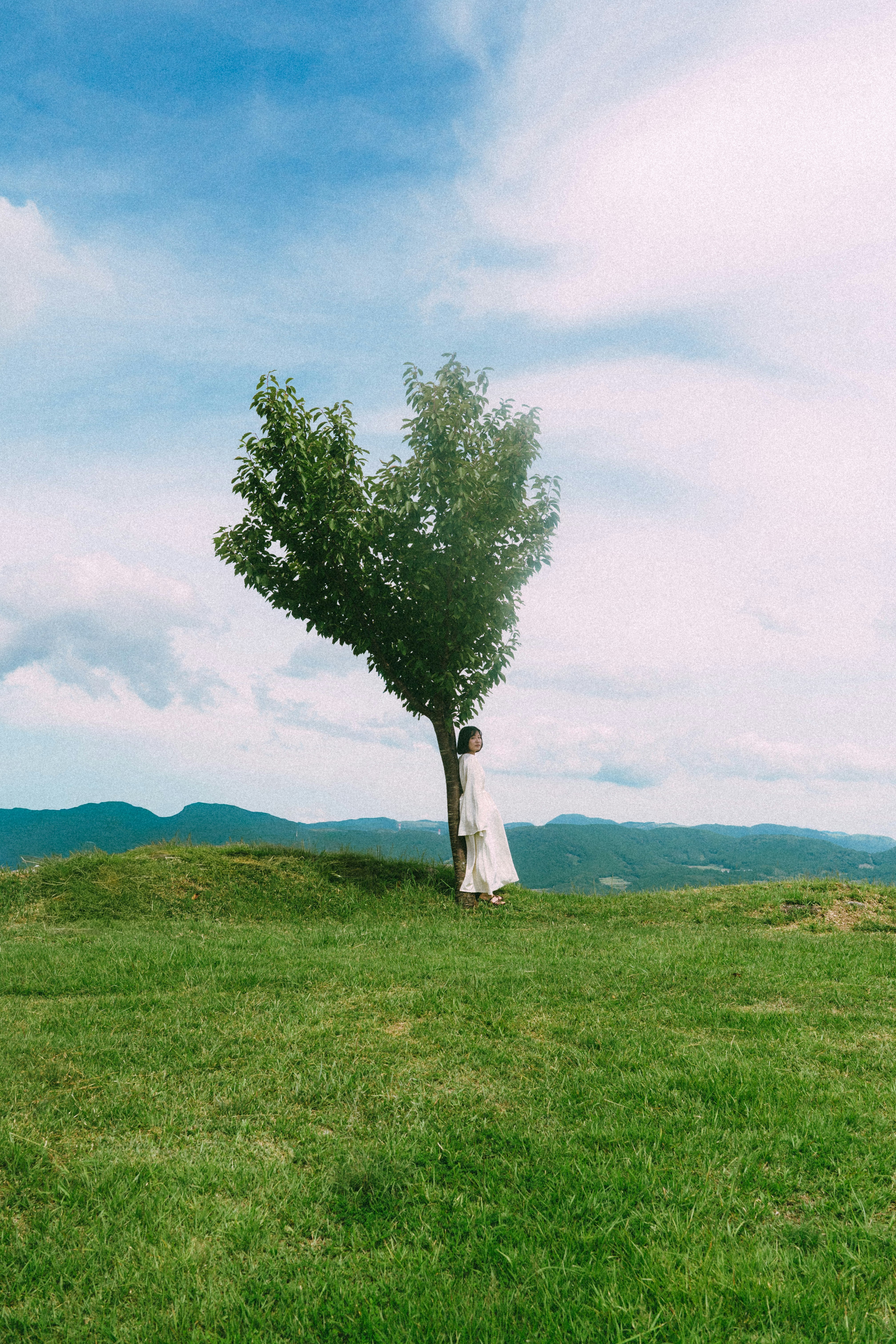 heart-shaped tree in a hilltop park on a grassy field