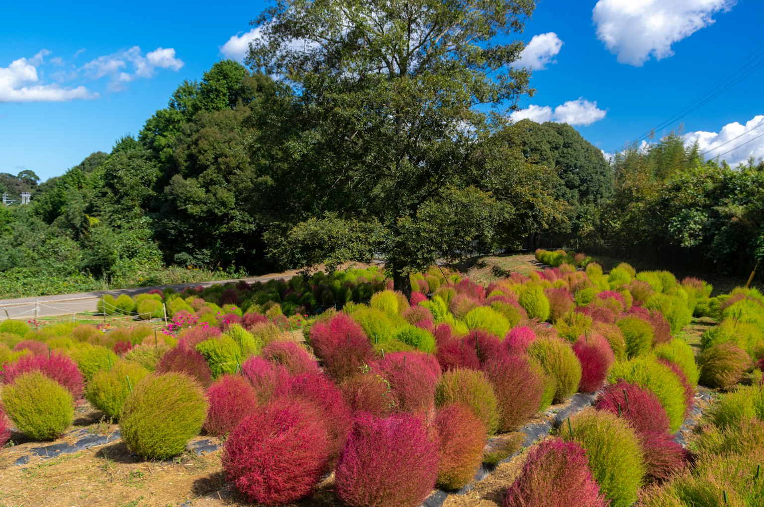 Piante di kochia colorate si estendono nel paesaggio con cielo blu e nuvole bianche